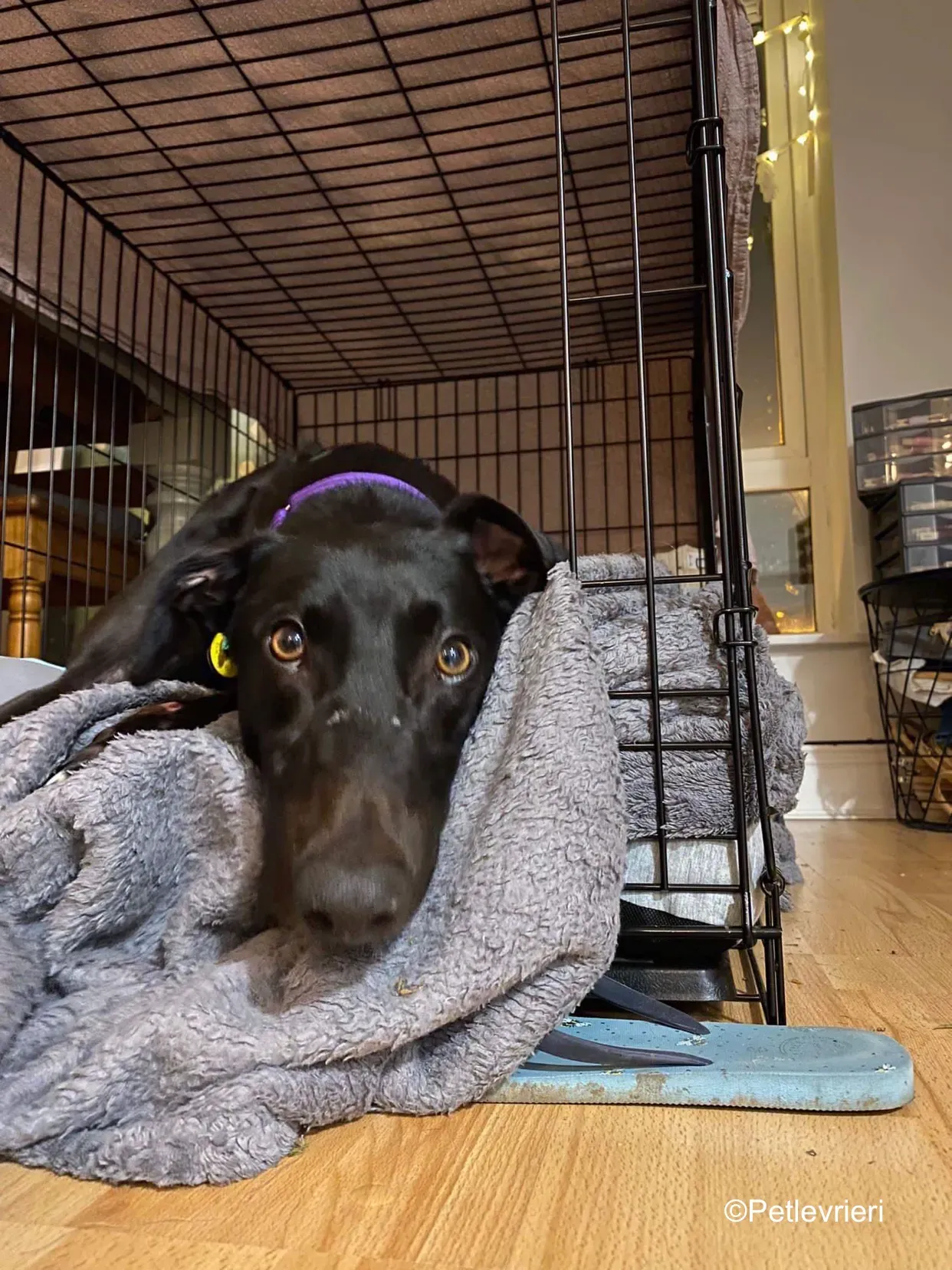 kermit adozione levrieri greyhound 3