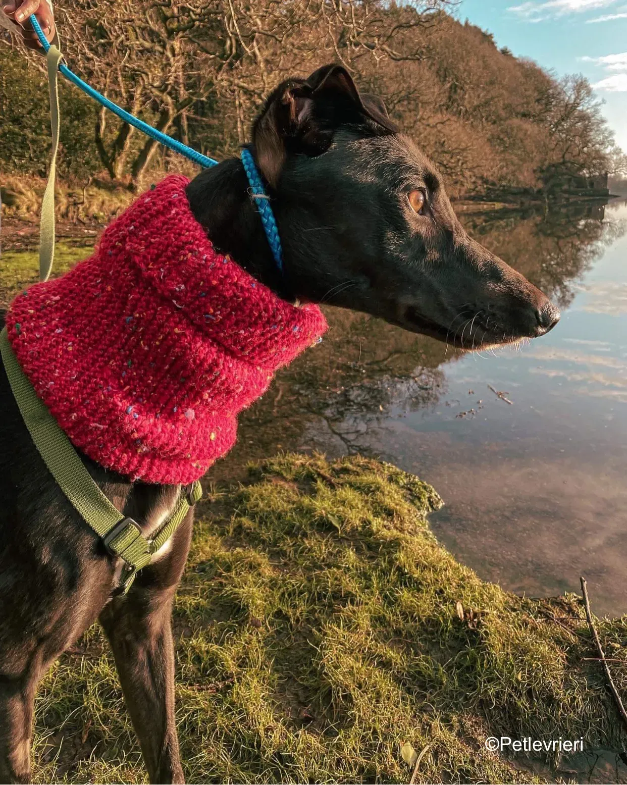 kermit adozione levrieri greyhound 6