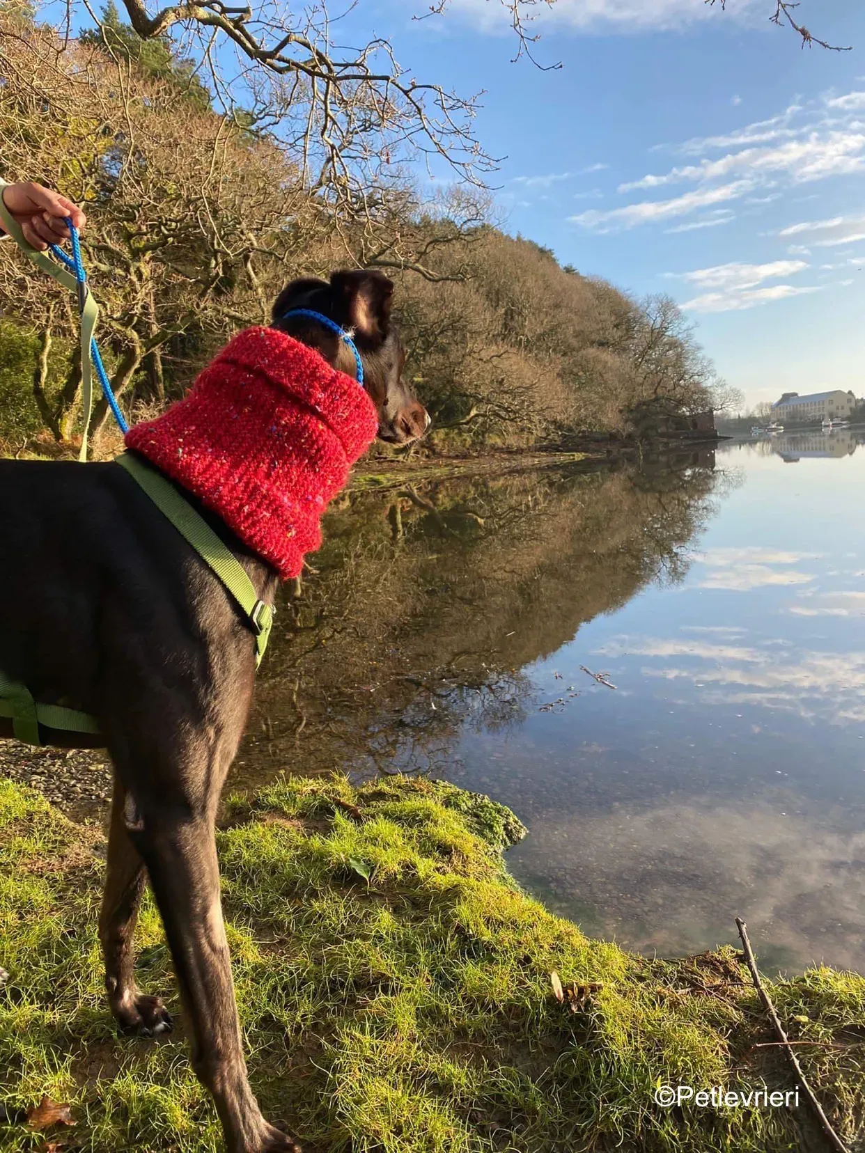 kermit adozione levrieri greyhound 7