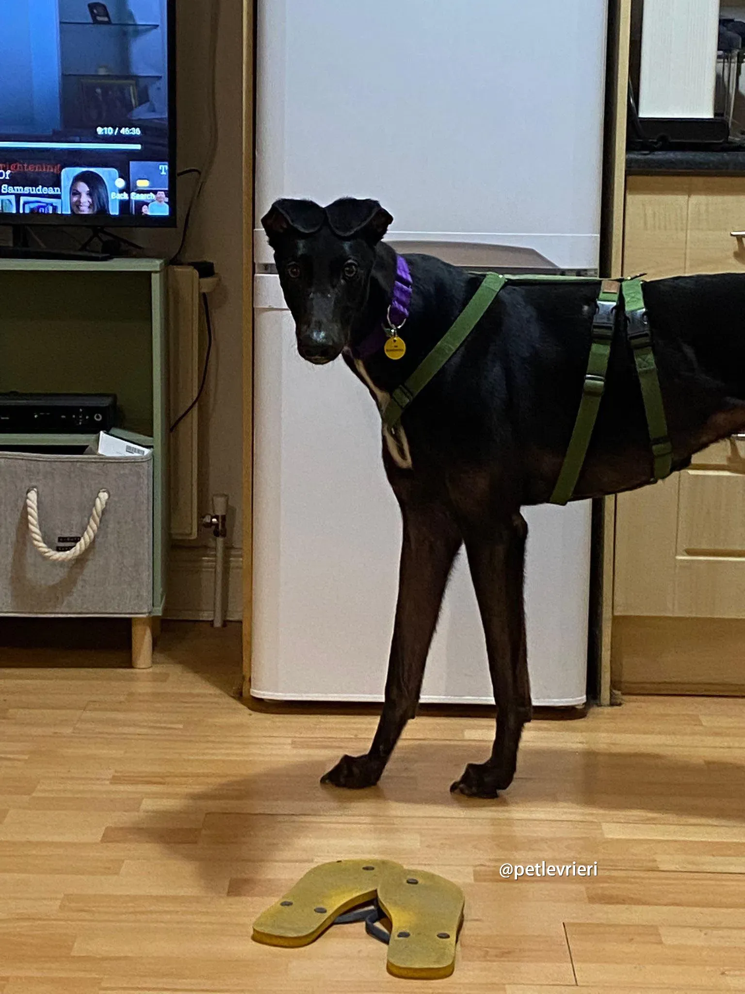 kermit greyhound adozione kermit pet levrieri