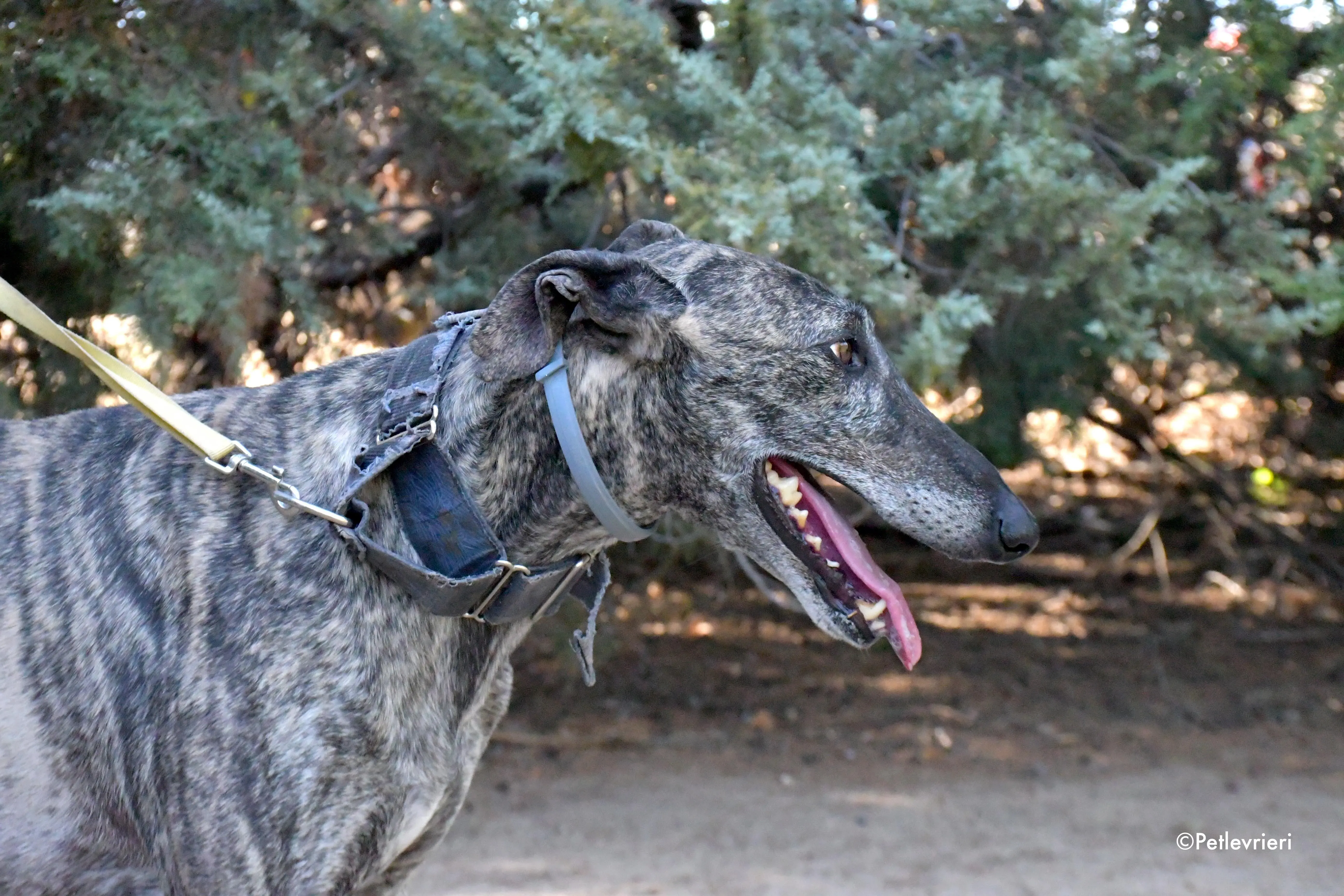 kichi adozione levrieri galgo 1