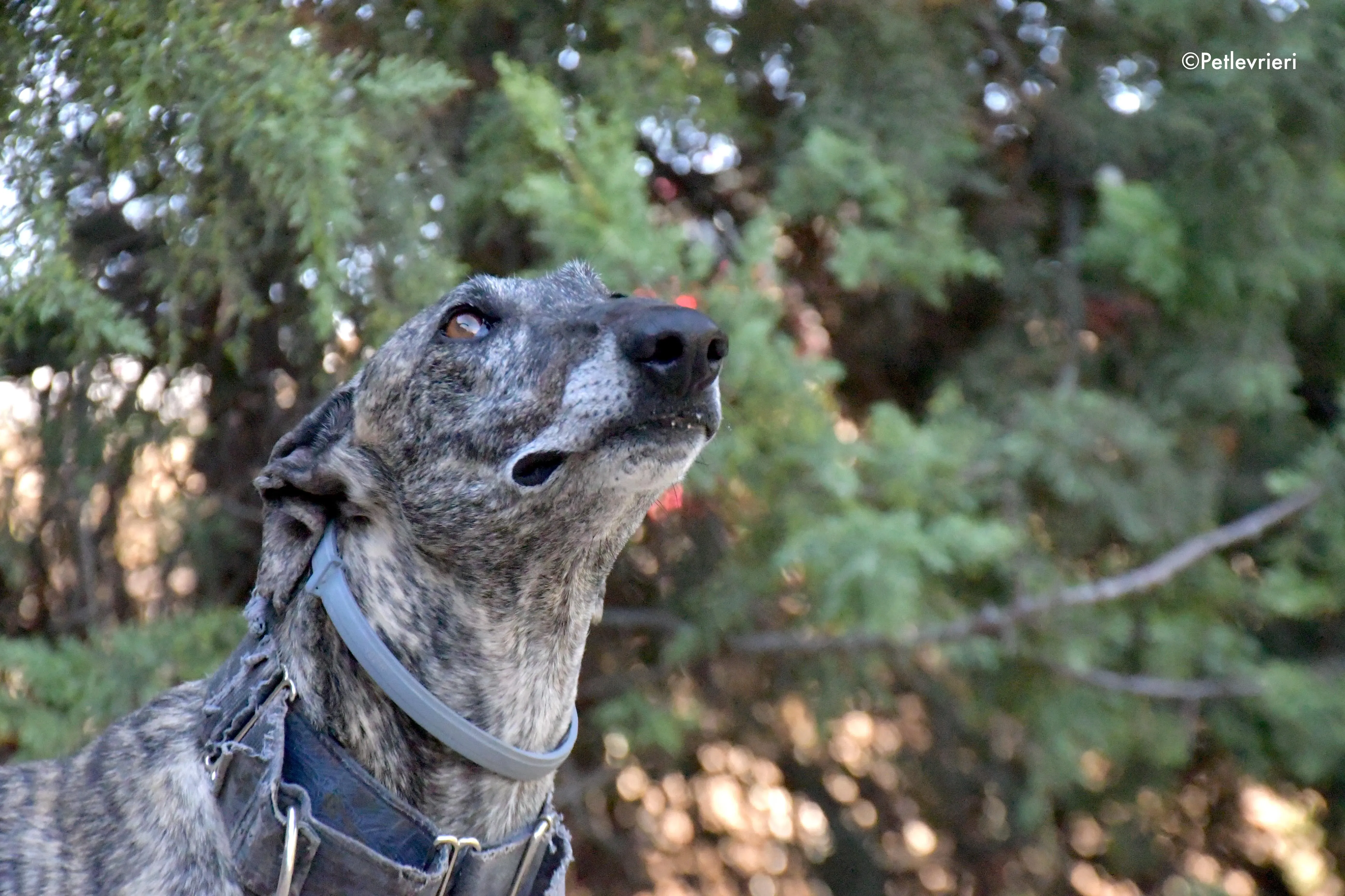 kichi adozione levrieri galgo 10