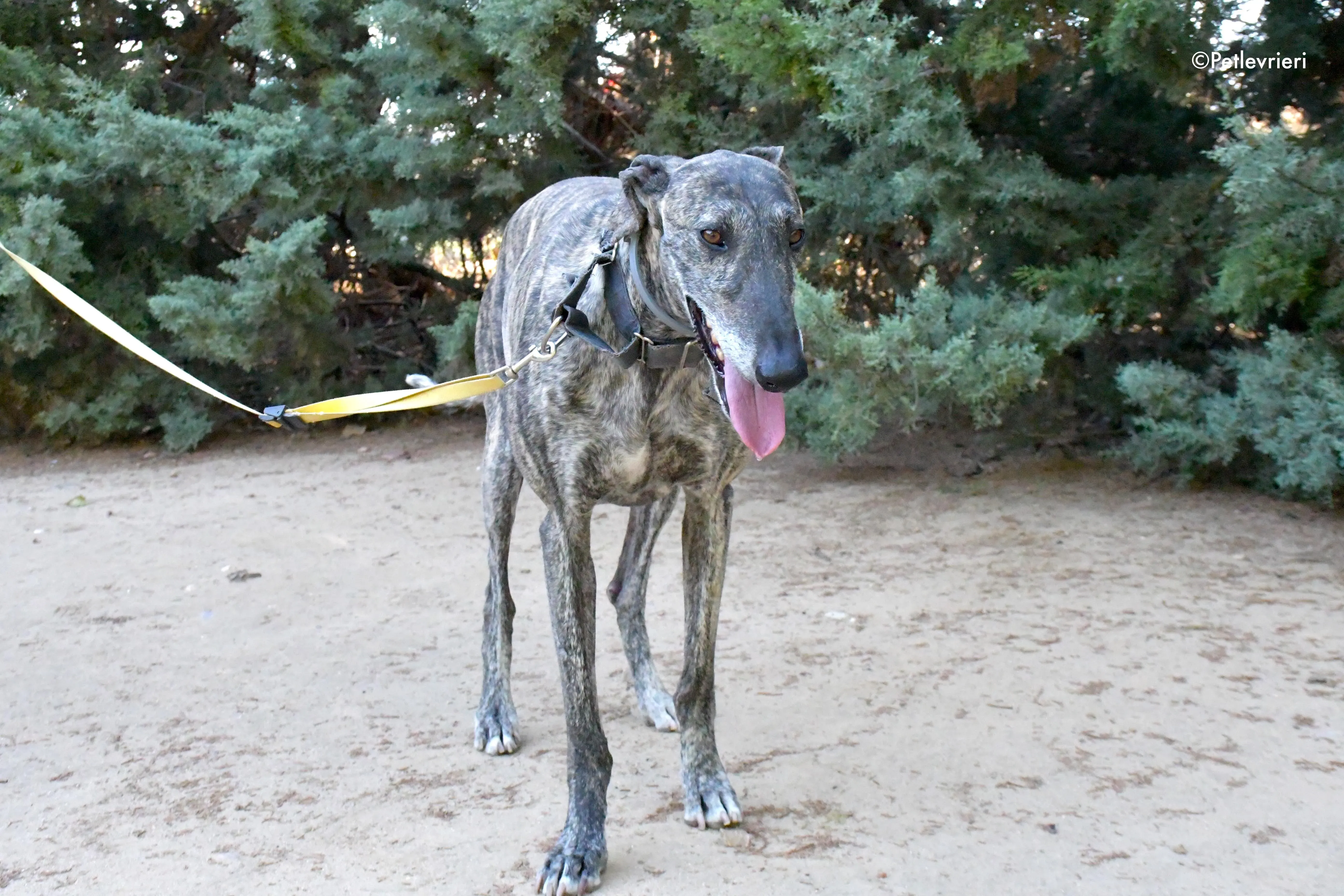 kichi adozione levrieri galgo 11