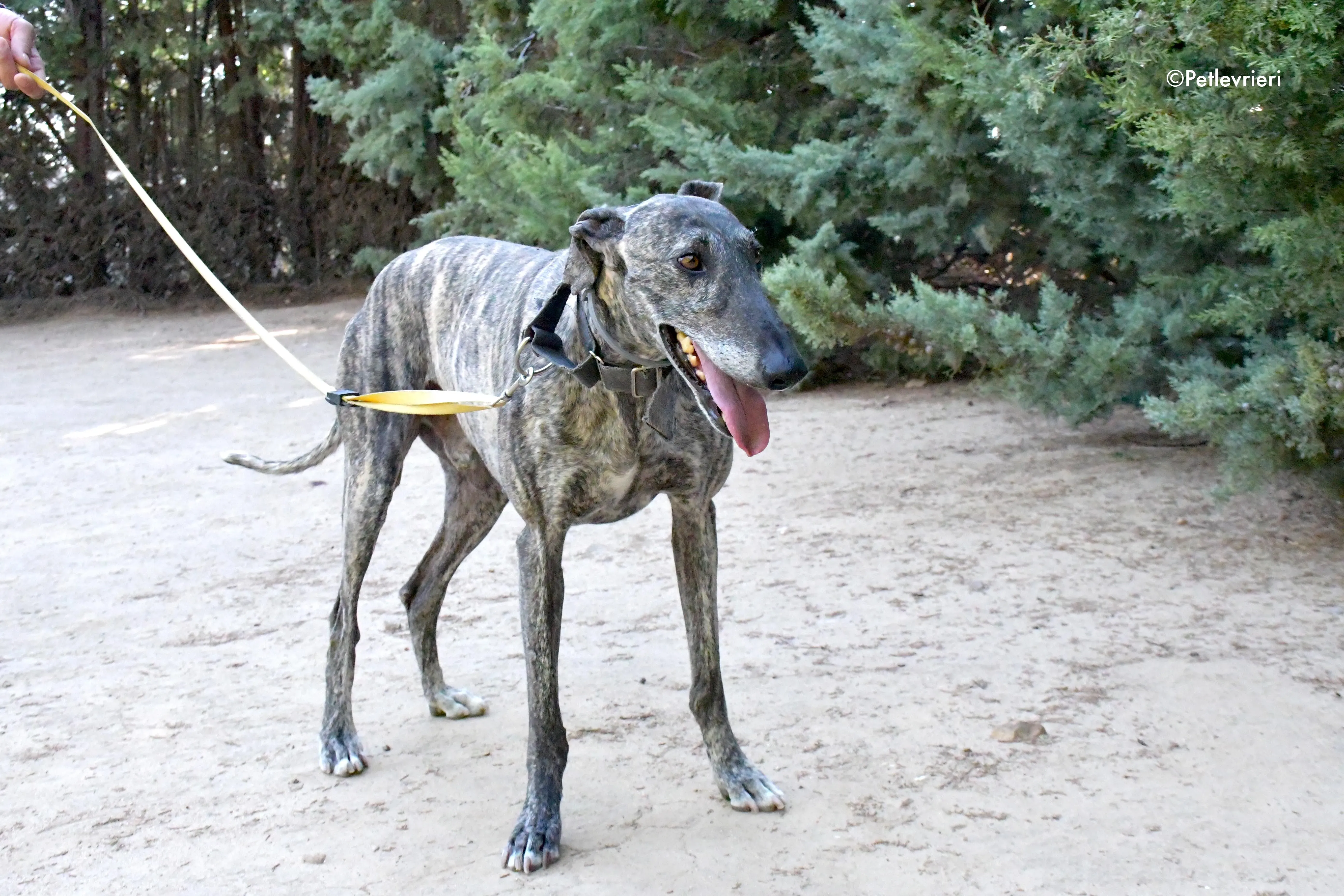 kichi adozione levrieri galgo 12