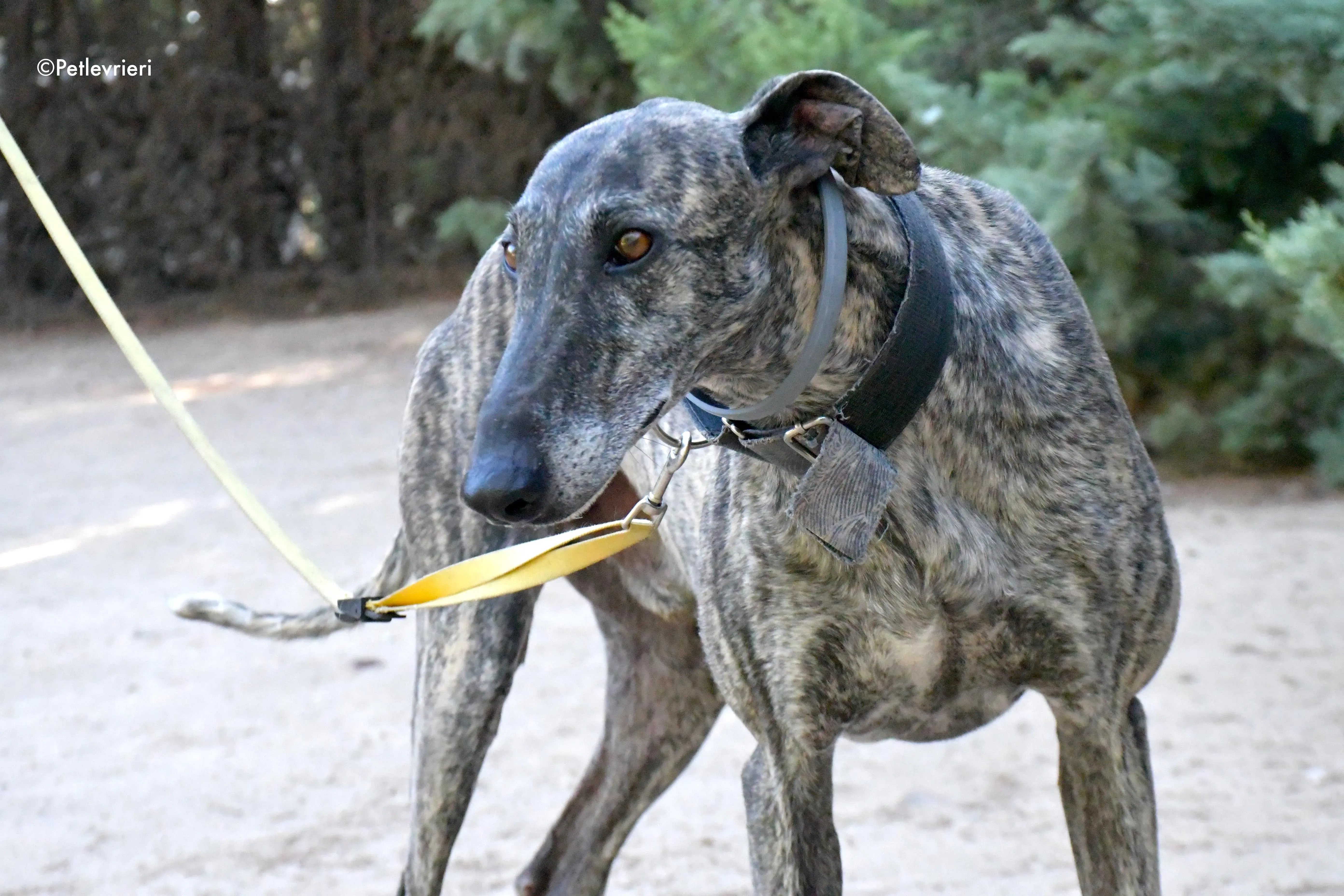 kichi adozione levrieri galgo 13