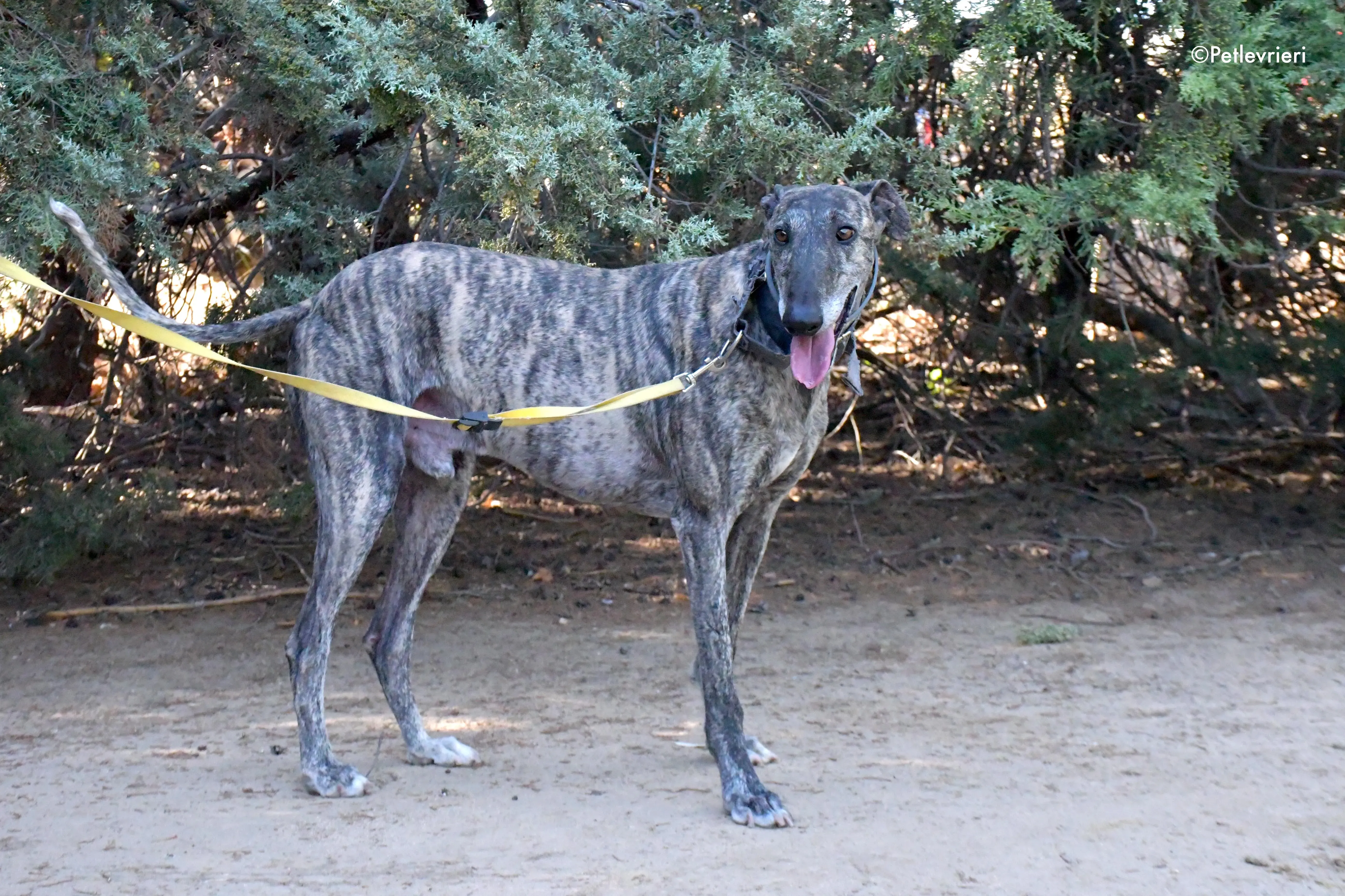 kichi adozione levrieri galgo 2