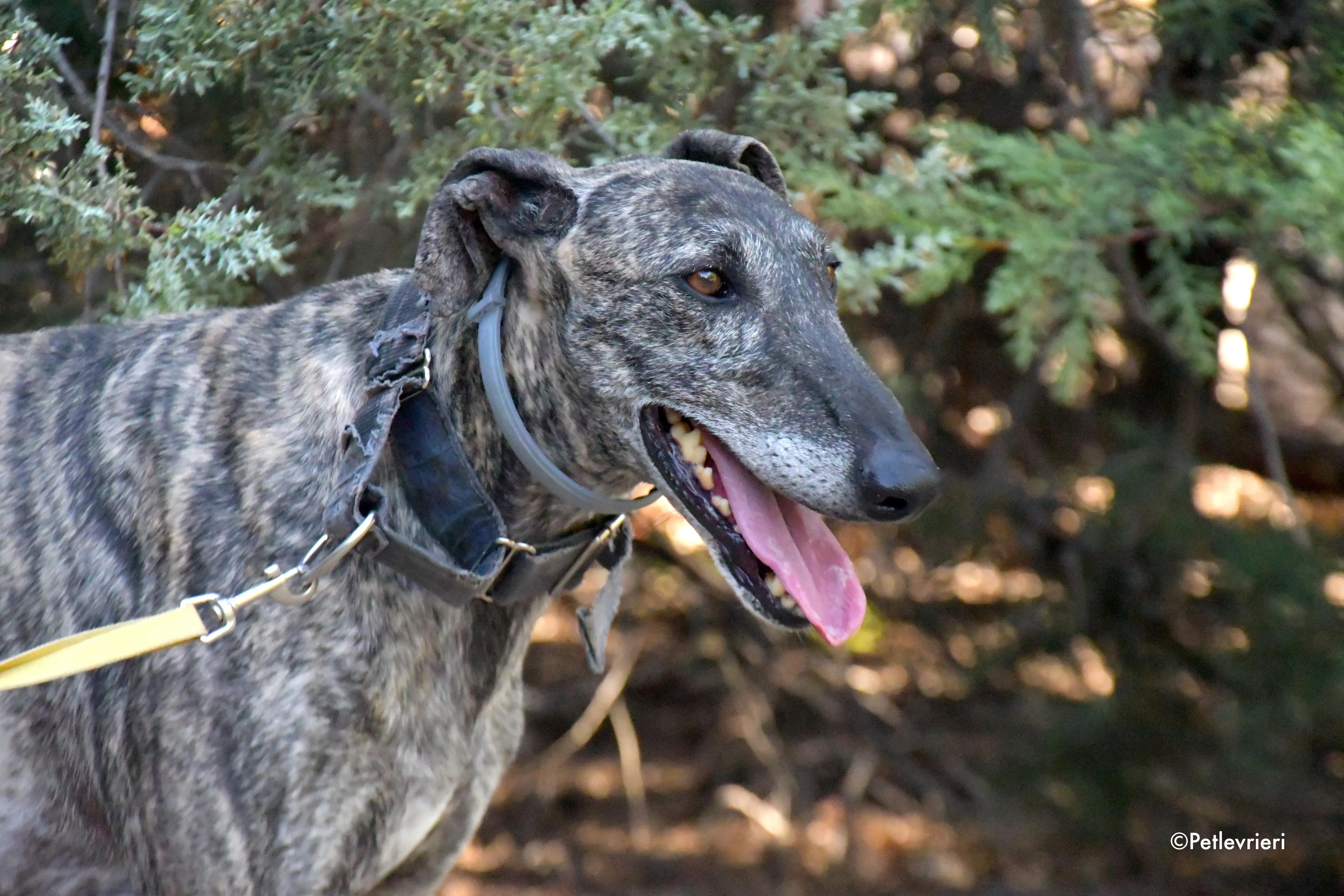 kichi adozione levrieri galgo 3