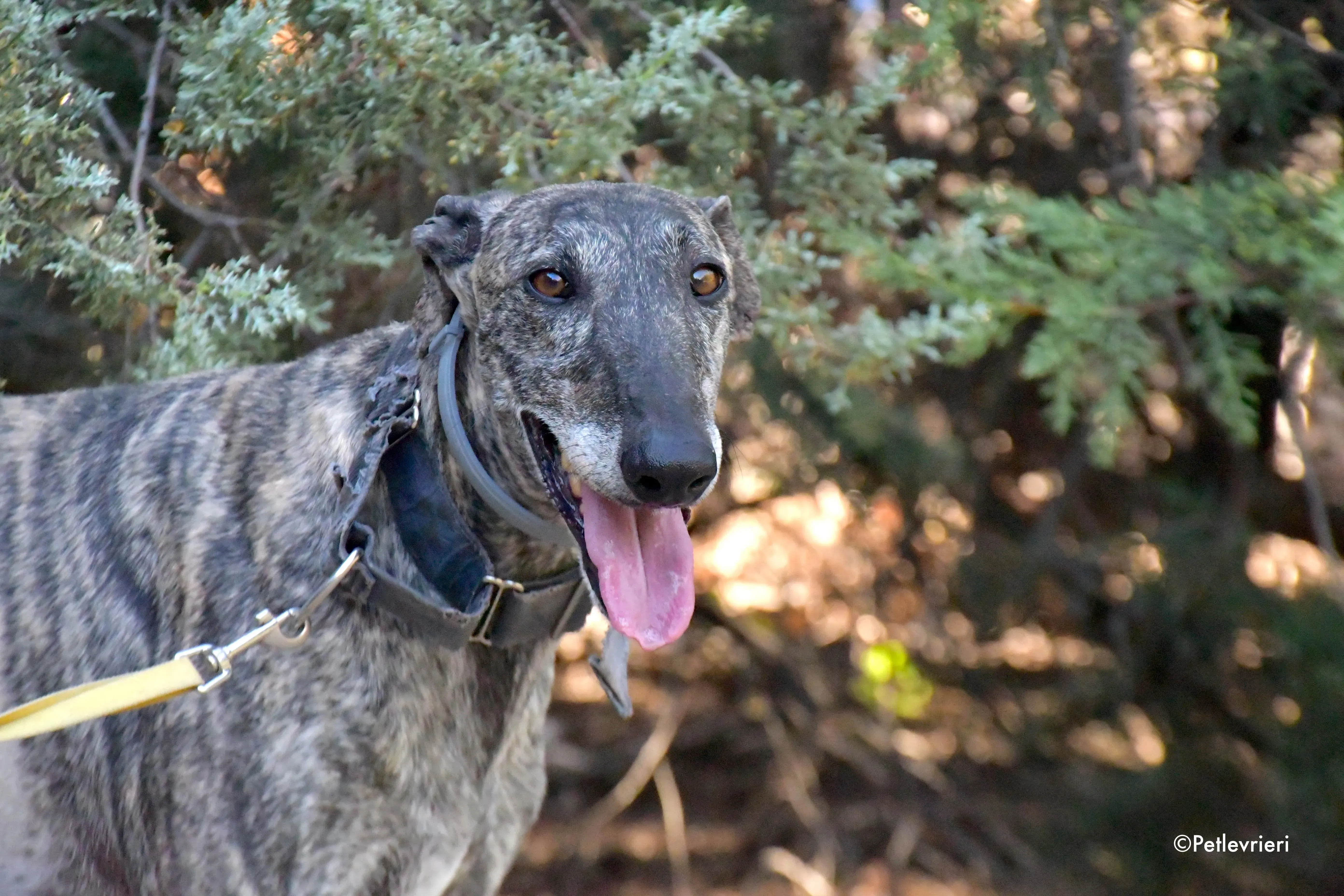 kichi adozione levrieri galgo 4