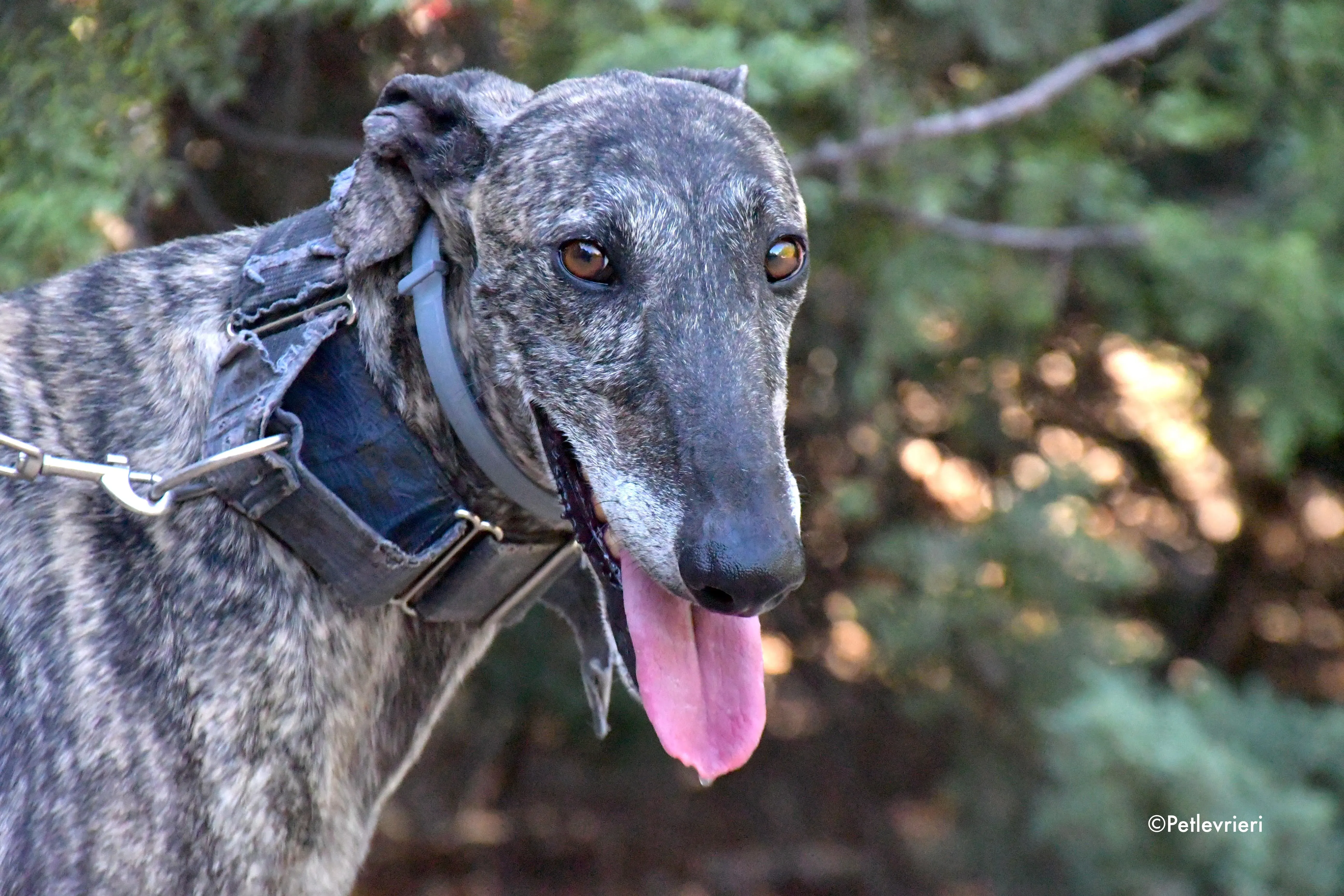 kichi adozione levrieri galgo 5