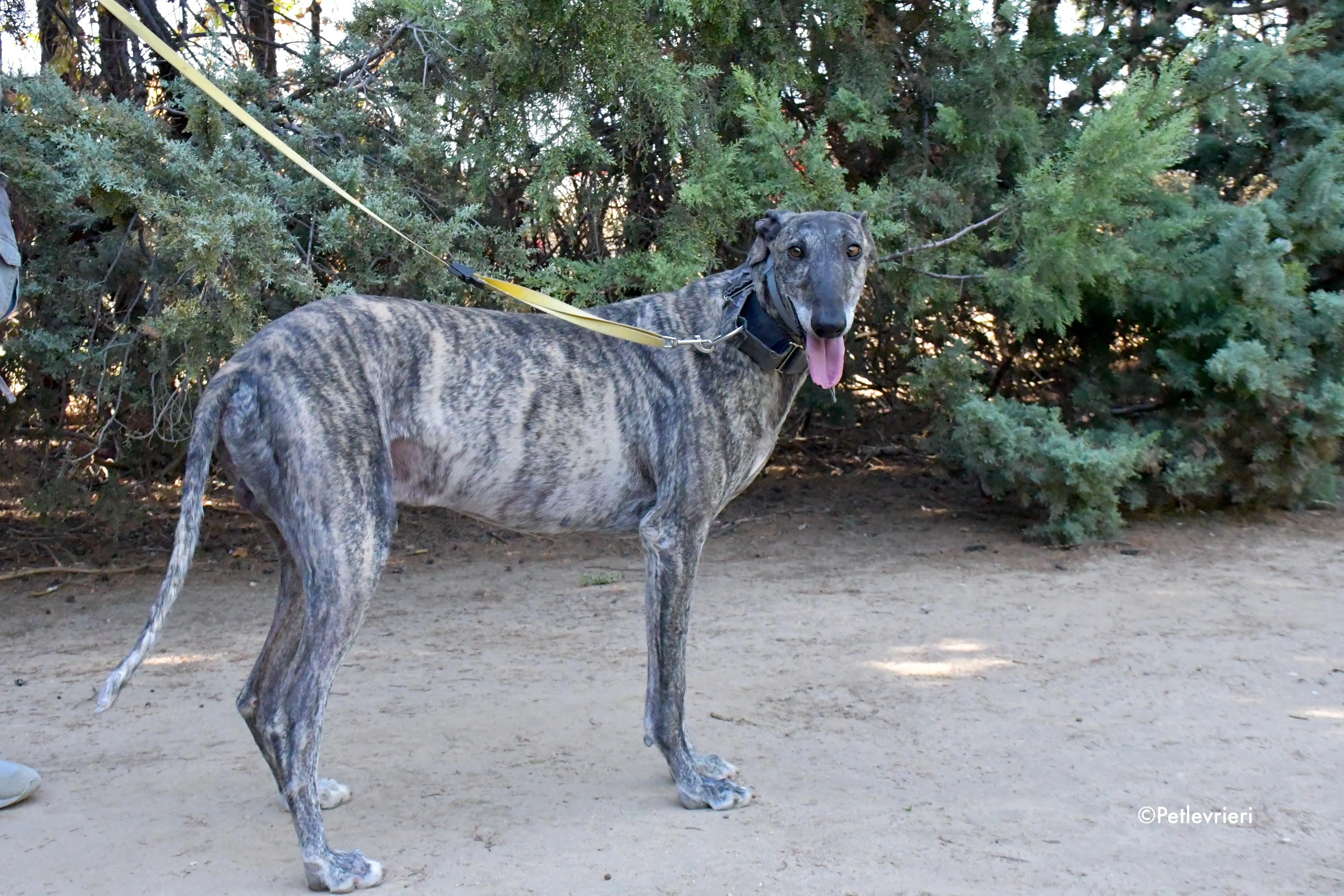 kichi adozione levrieri galgo 6