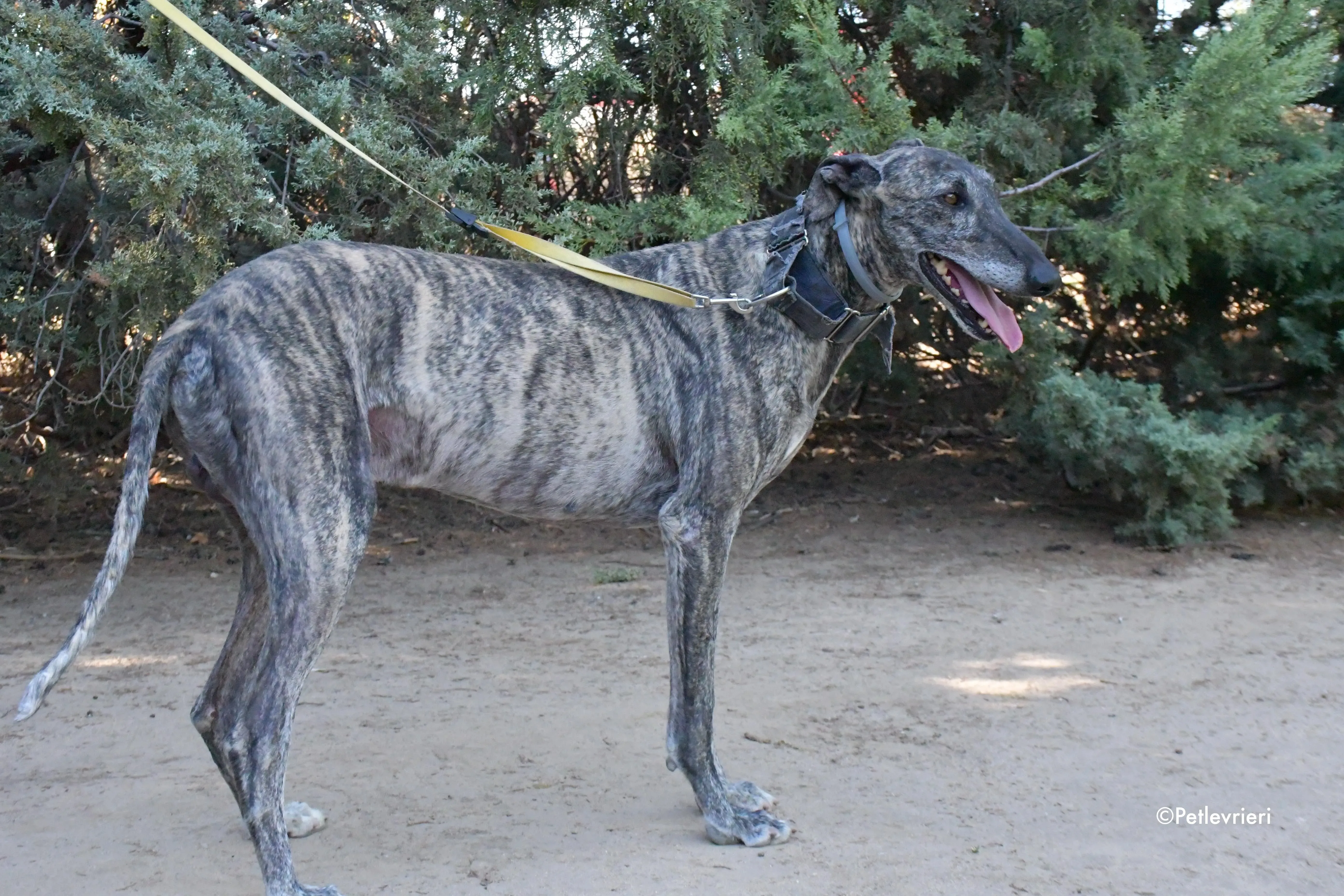 kichi adozione levrieri galgo 7