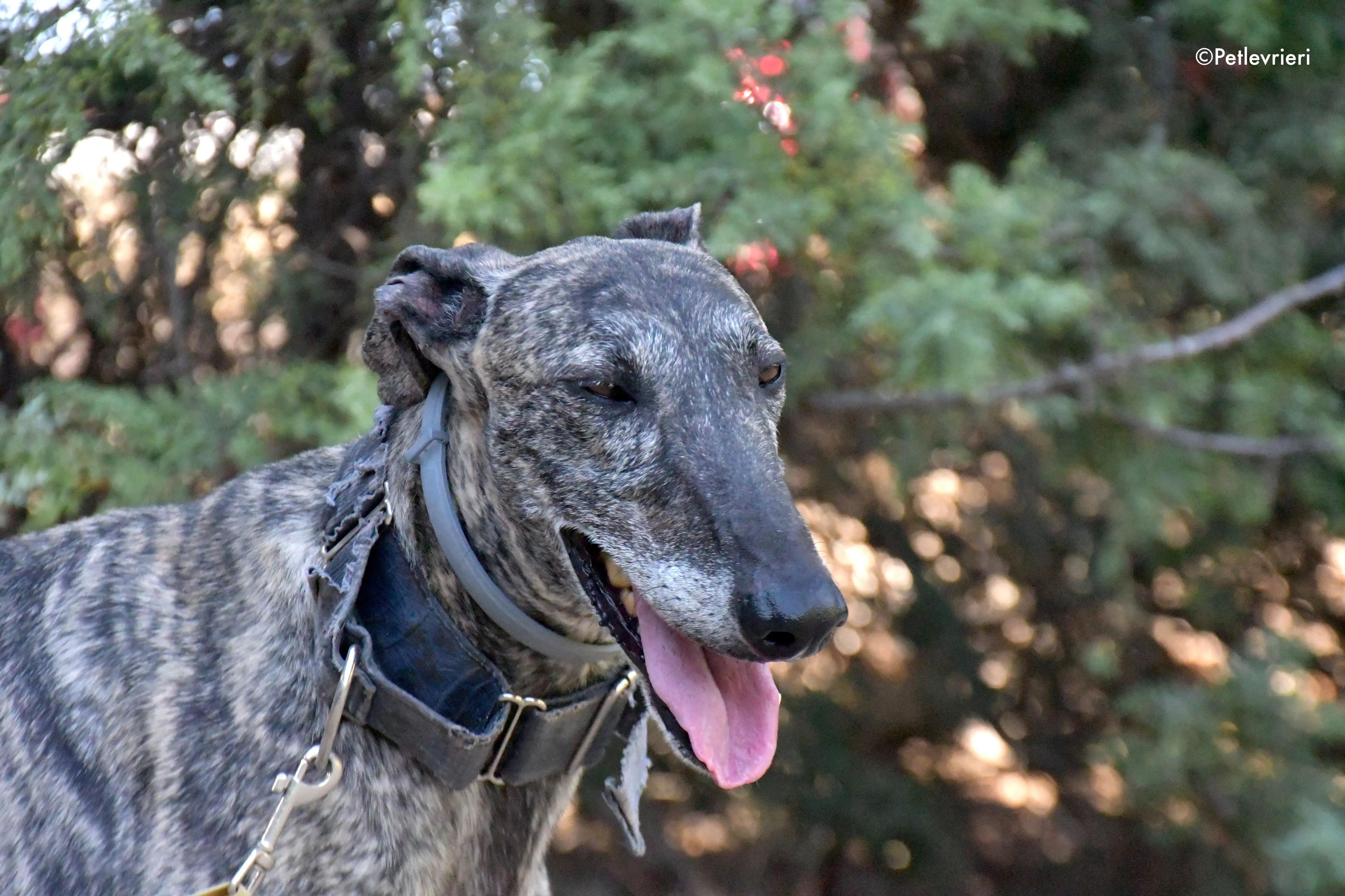 kichi adozione levrieri galgo 8