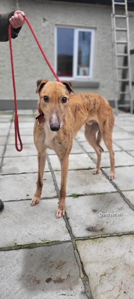 kilbannon cruz adozione greyhoundi pet levrieri 01 1