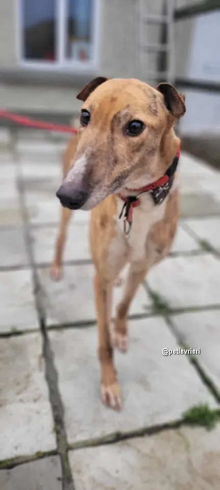 kilbannon cruz adozione greyhoundi pet levrieri 02 1