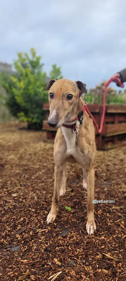 kilbannon cruz adozione greyhoundi pet levrieri 03 1