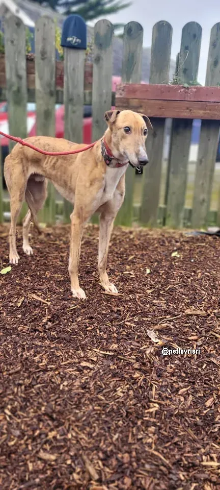kilbannon cruz adozione greyhoundi pet levrieri 04 1