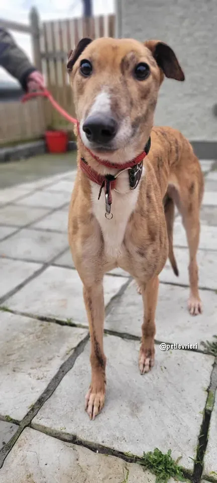 kilbannon cruz adozione greyhoundi pet levrieri 05 1