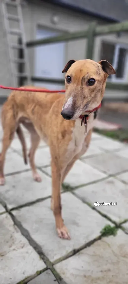 kilbannon cruz adozione greyhoundi pet levrieri 06 1