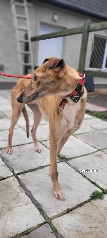 kilbannon cruz adozione greyhoundi pet levrieri 07 1