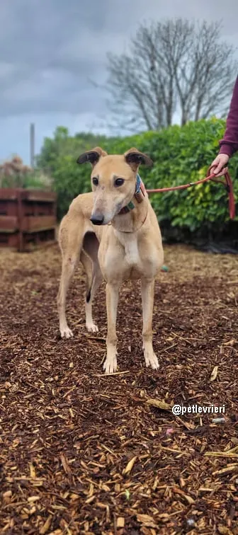 kilbannon mags adozione greyhoundi pet levrieri 01