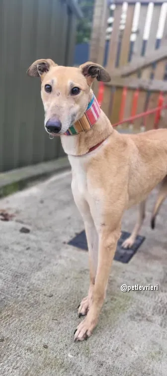 kilbannon mags adozione greyhoundi pet levrieri 02