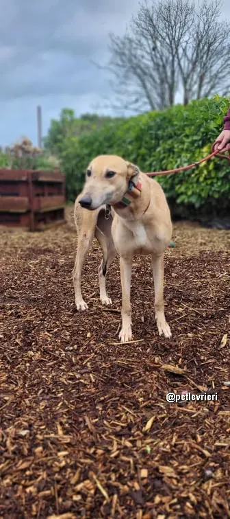 kilbannon mags adozione greyhoundi pet levrieri 03