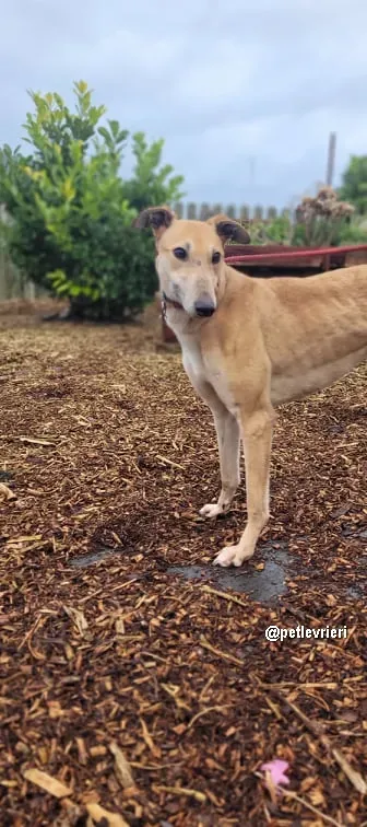 kilbannon mags adozione greyhoundi pet levrieri 05