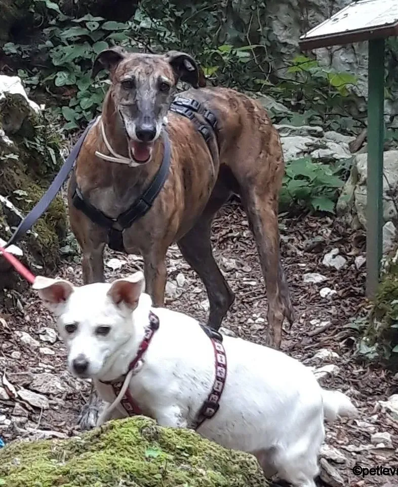 kim galgo pet levrieri felici casa2