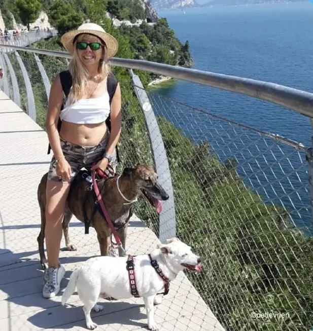 kim galgo pet levrieri felici casa3