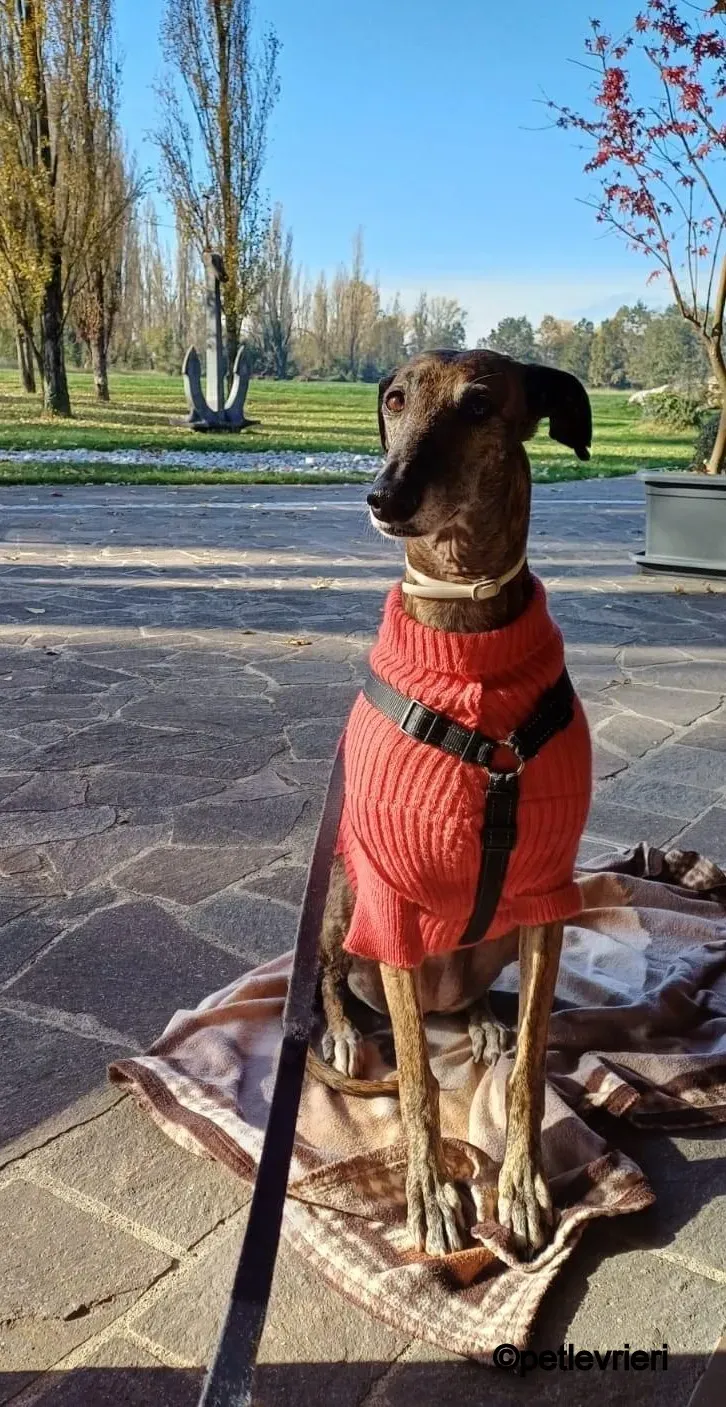 kim galgo pet levrieri felici casa5