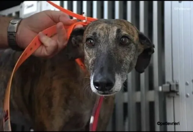 kim galgo pet levrieri felici casa6