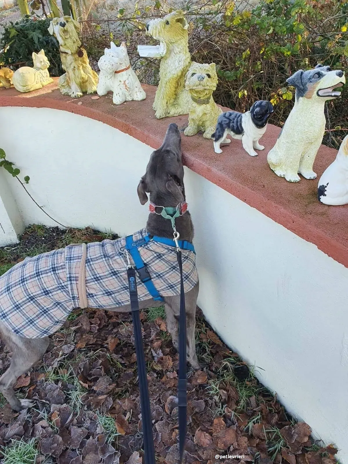 kima adozione greyhoun1