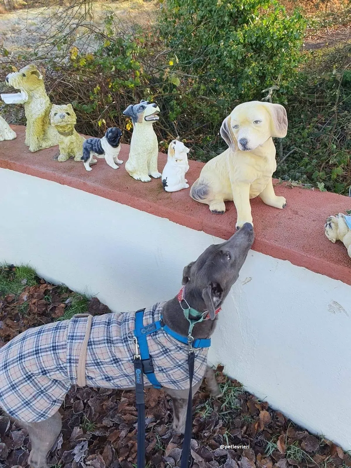 kima adozione greyhound