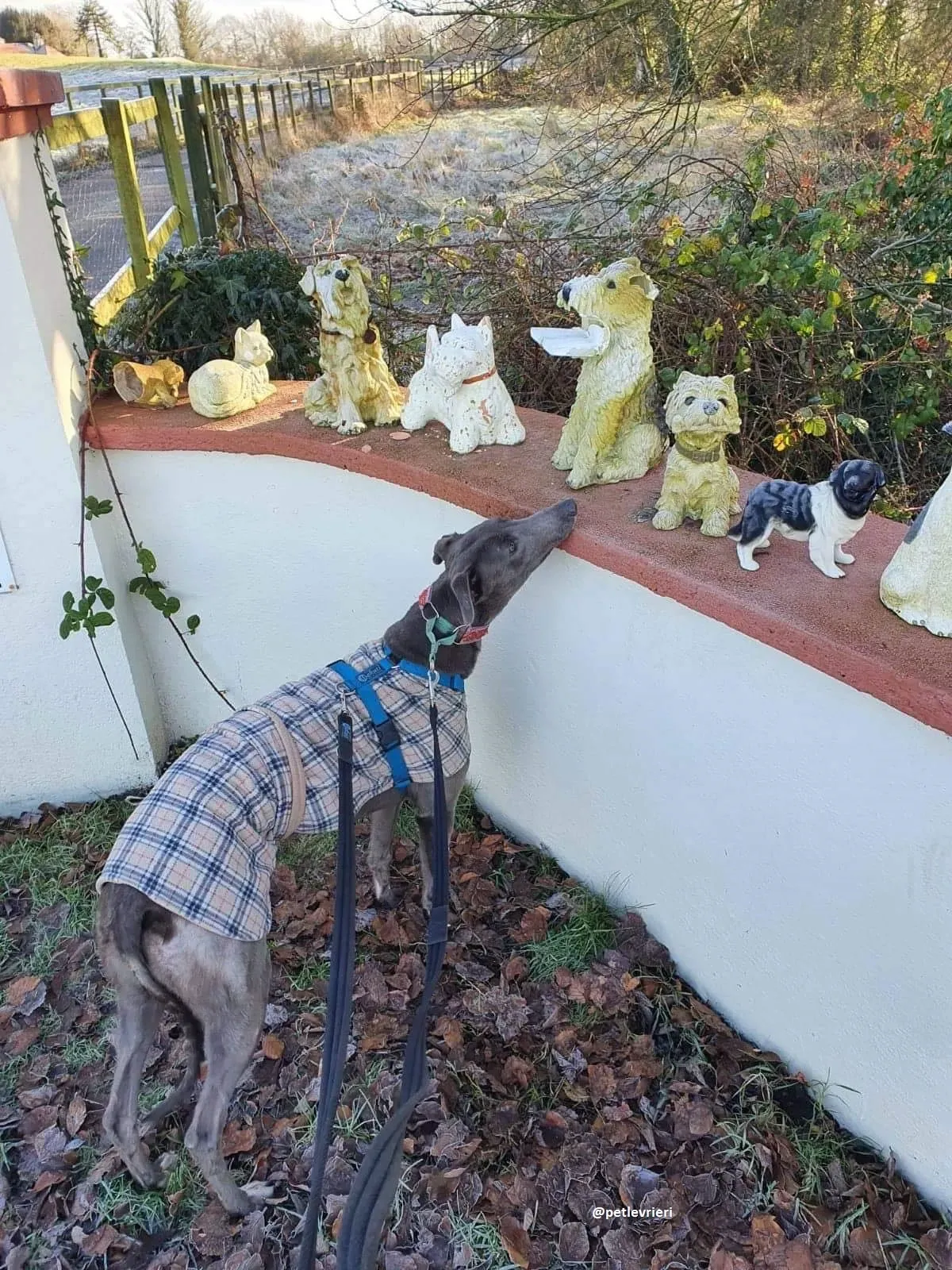 kima adozione greyhound2