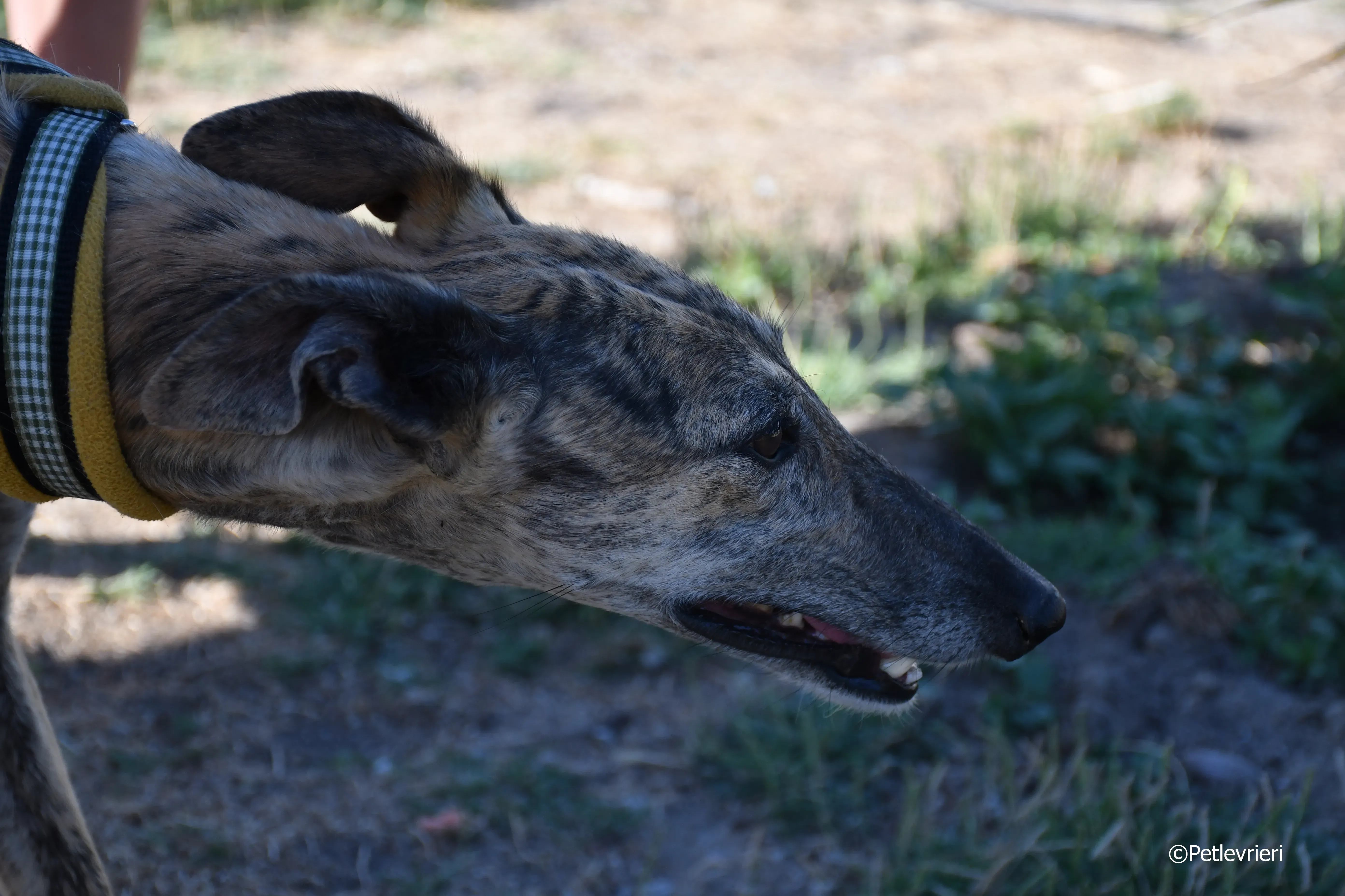 kimy adozione levrieri galgo 1