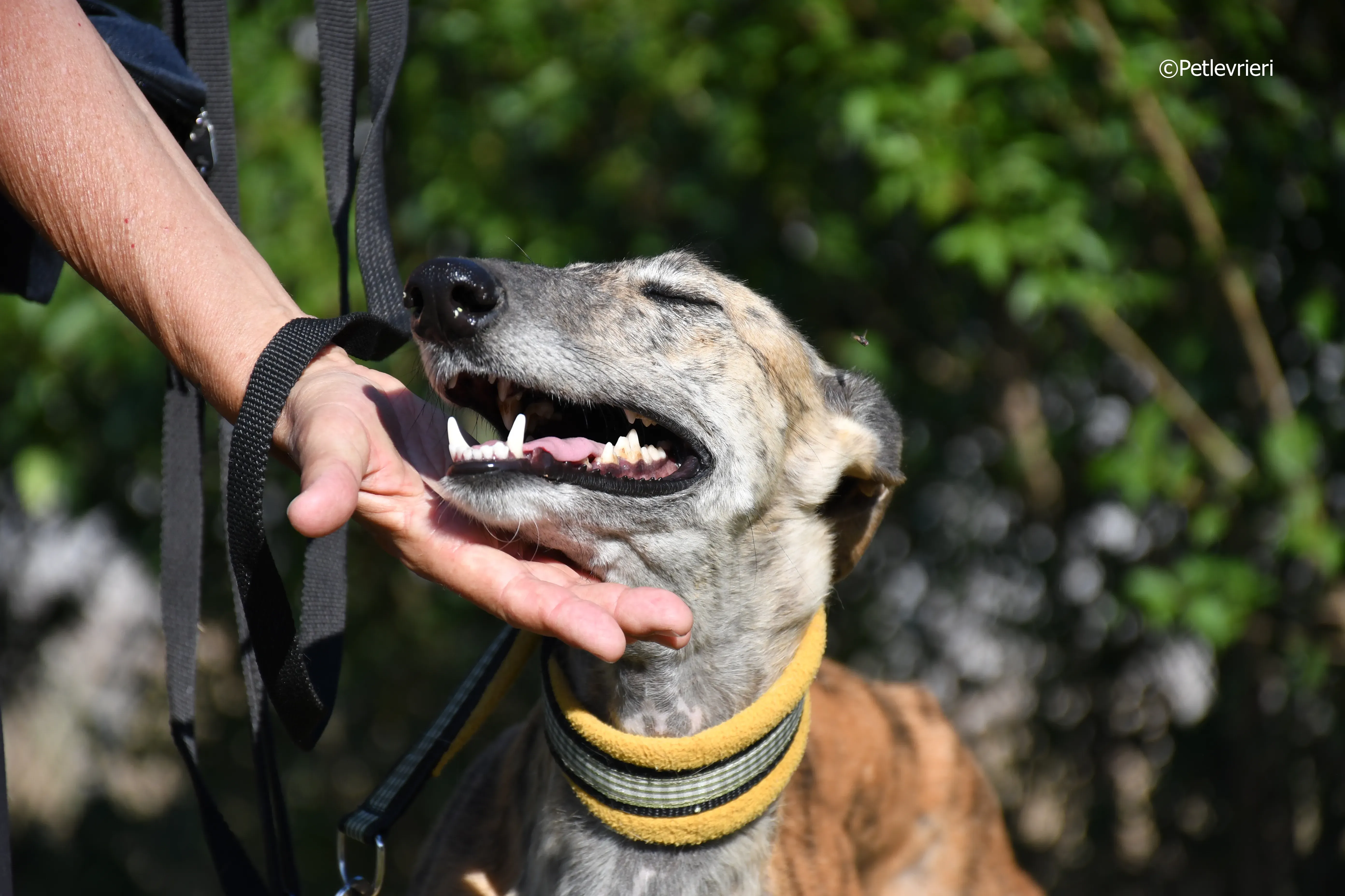 kimy adozione levrieri galgo 10