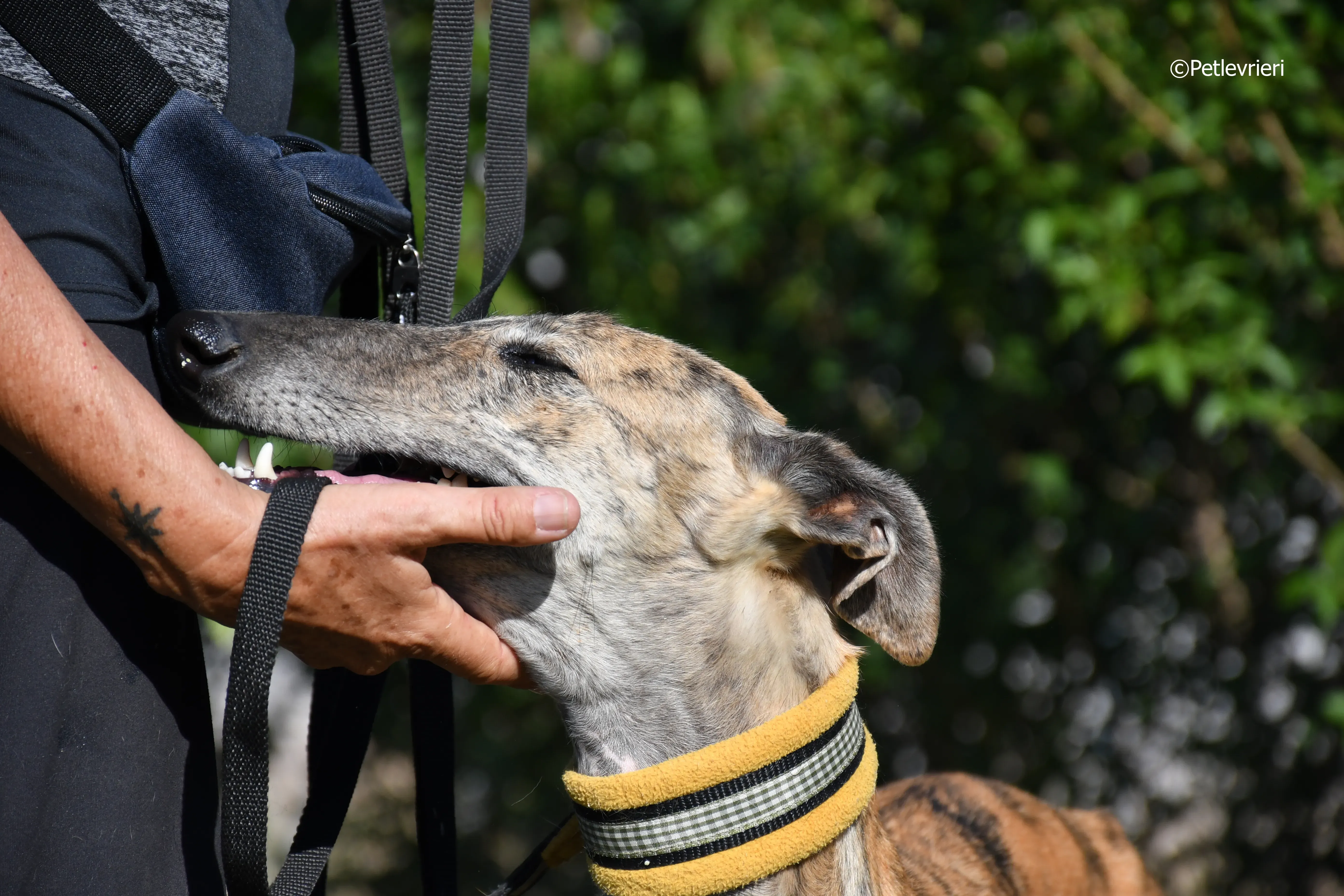 kimy adozione levrieri galgo 11