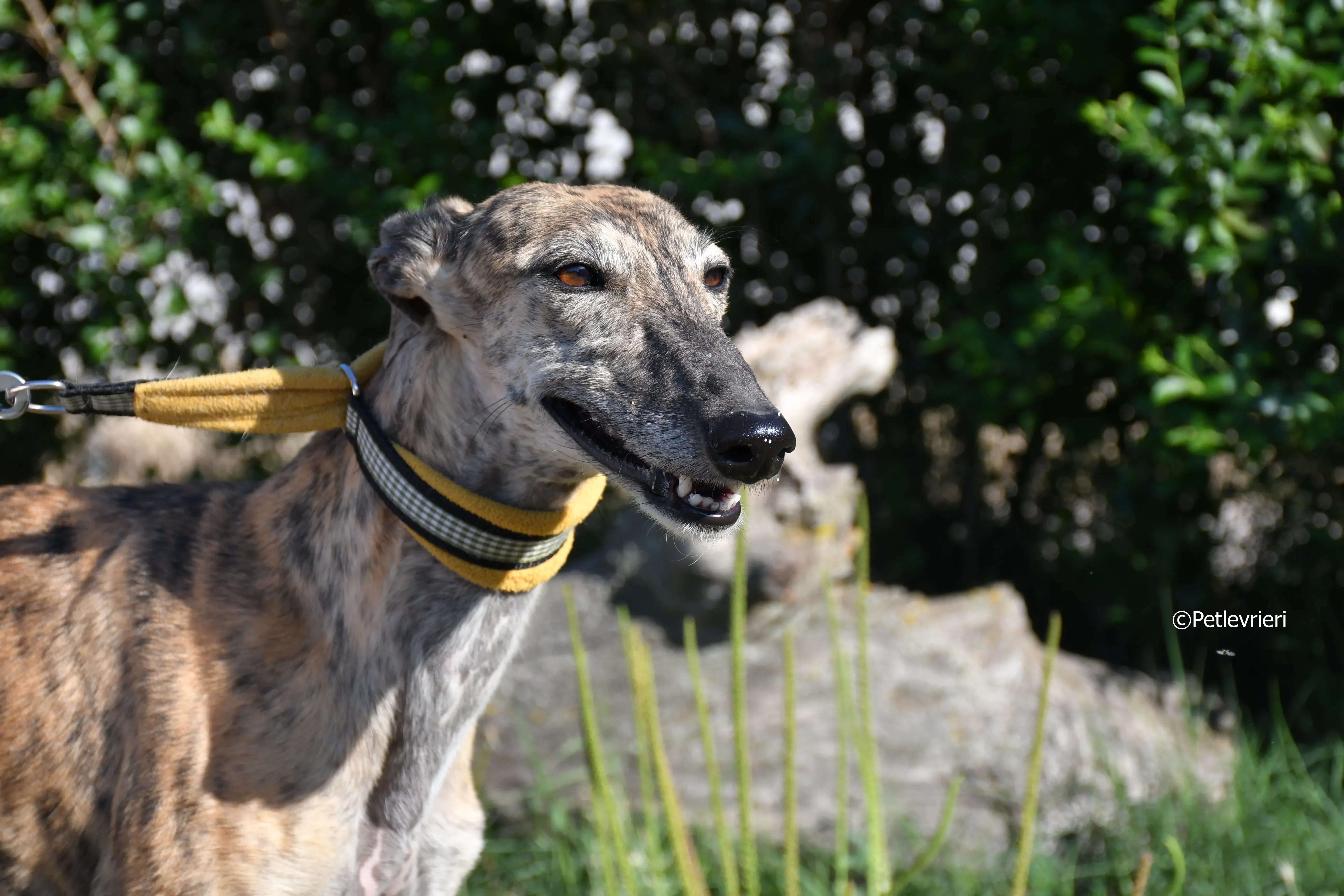 kimy adozione levrieri galgo 2