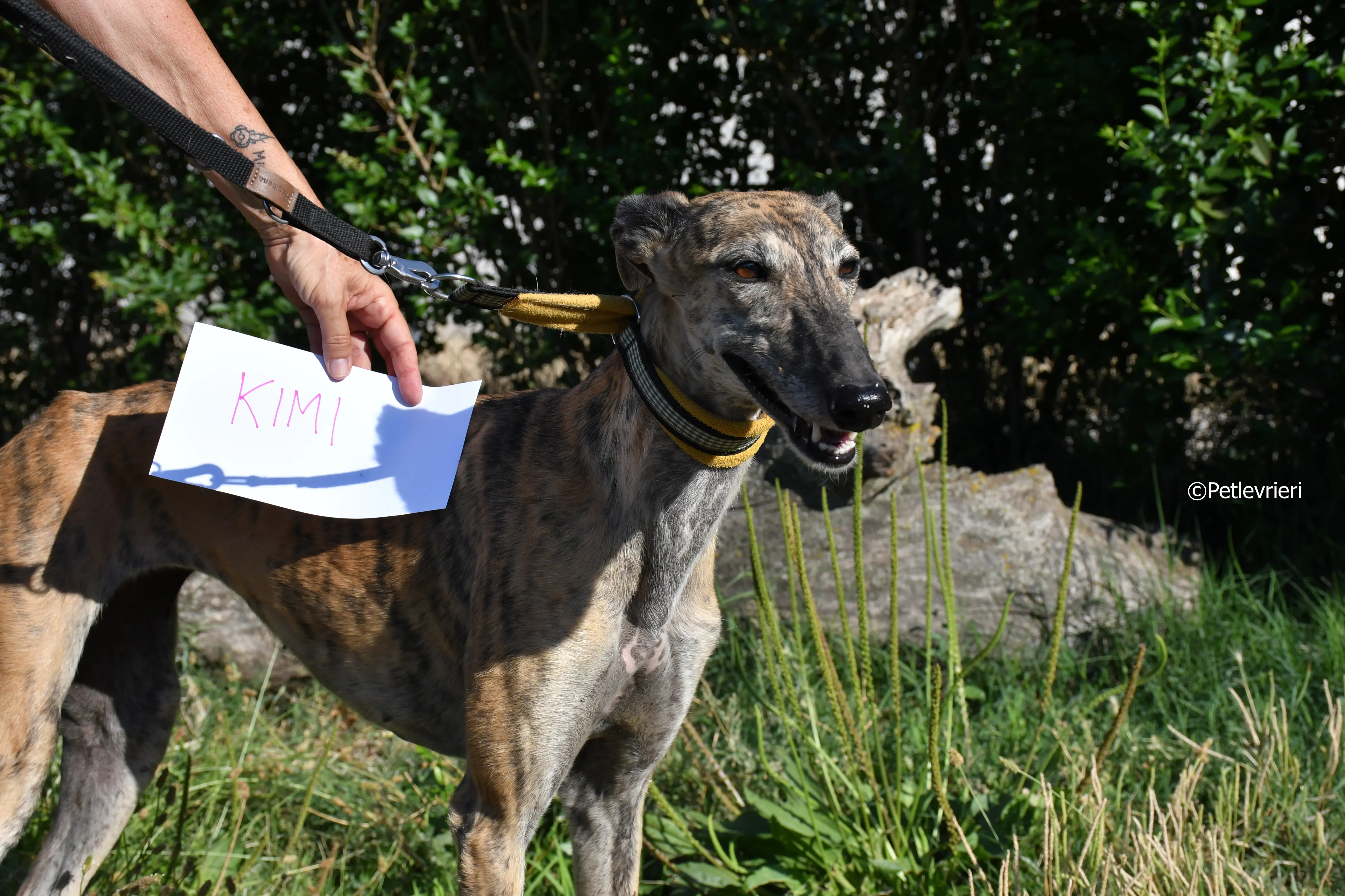 kimy adozione levrieri galgo 3