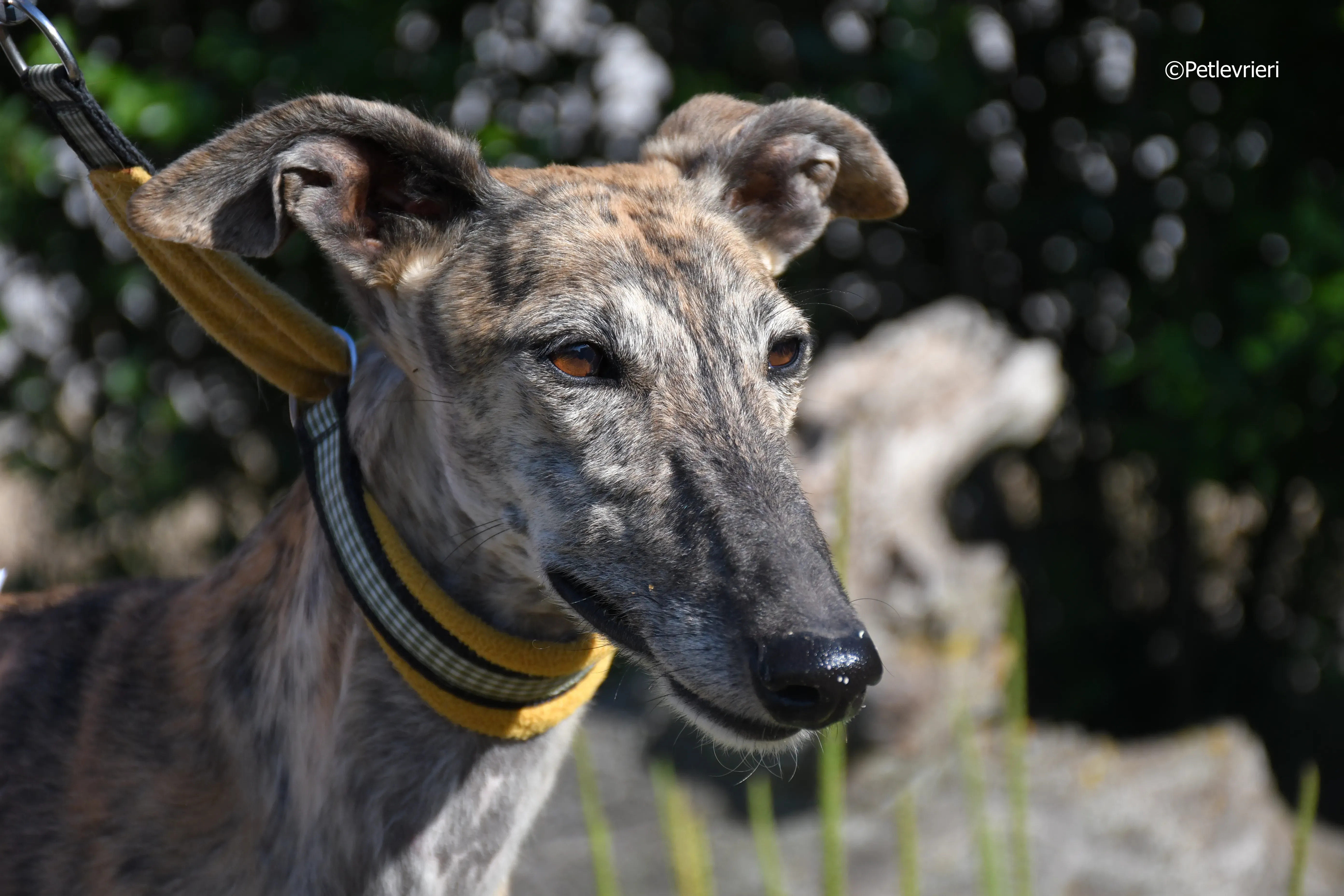 kimy adozione levrieri galgo 4