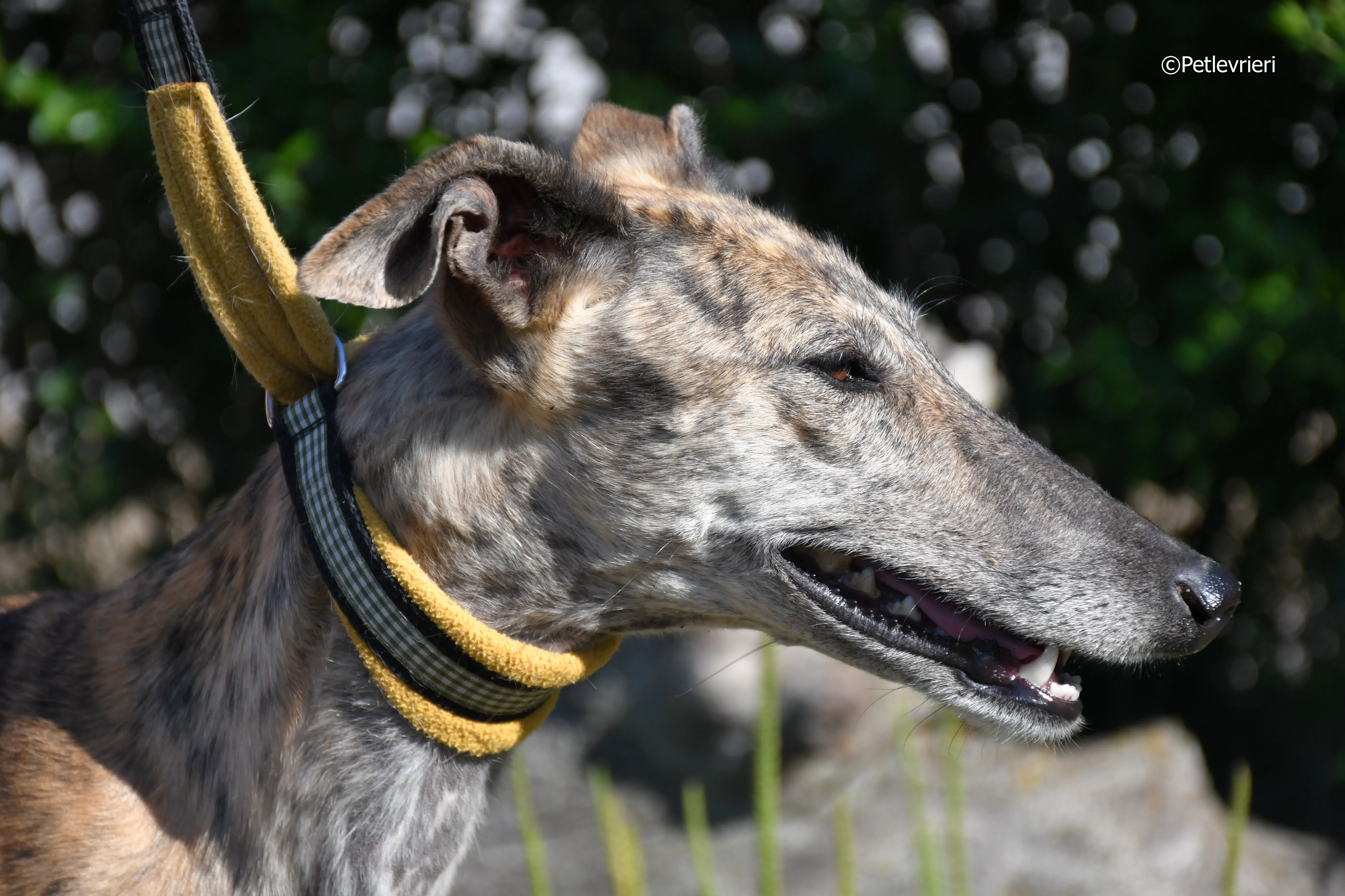 kimy adozione levrieri galgo 5