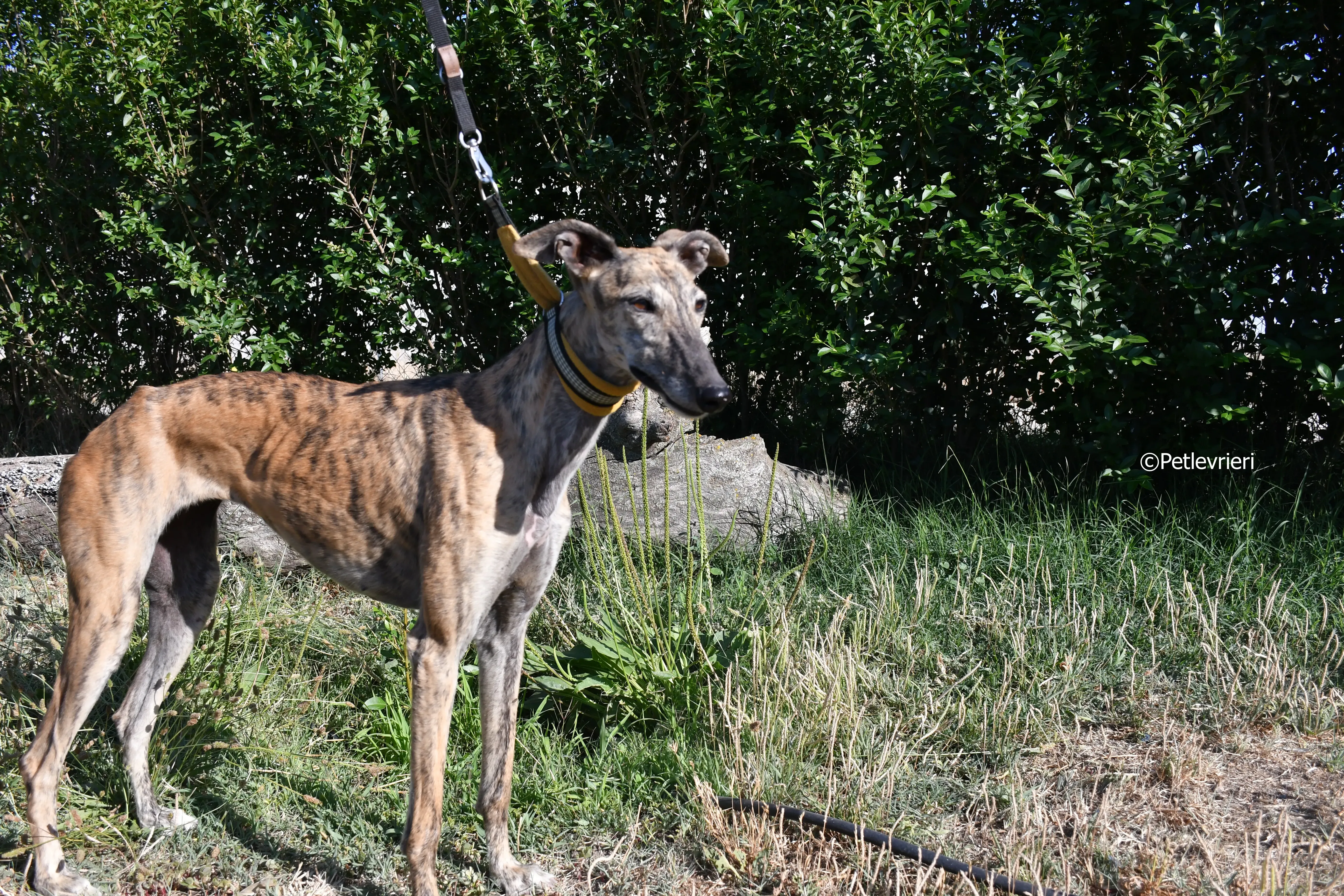 kimy adozione levrieri galgo 6