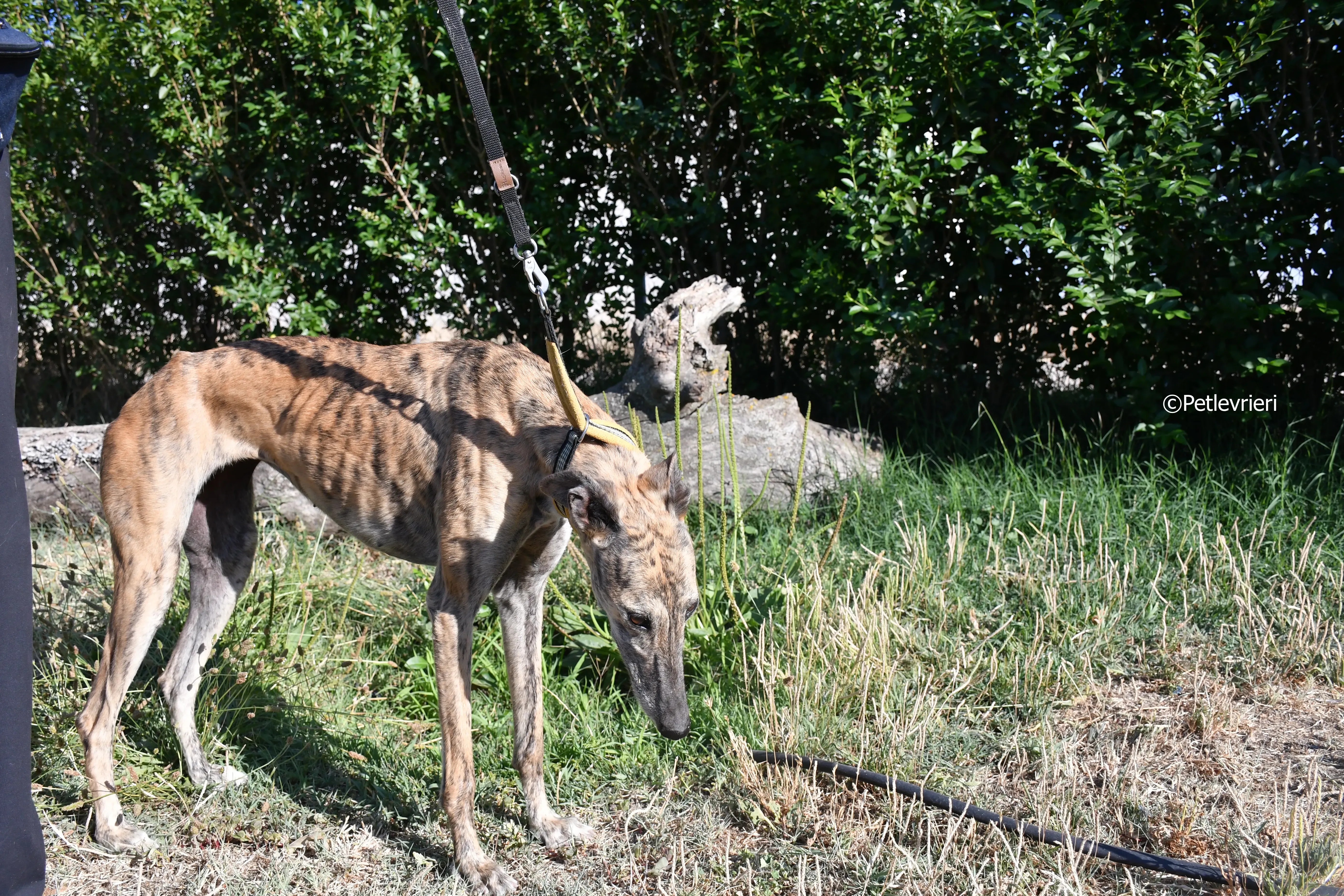 kimy adozione levrieri galgo 7