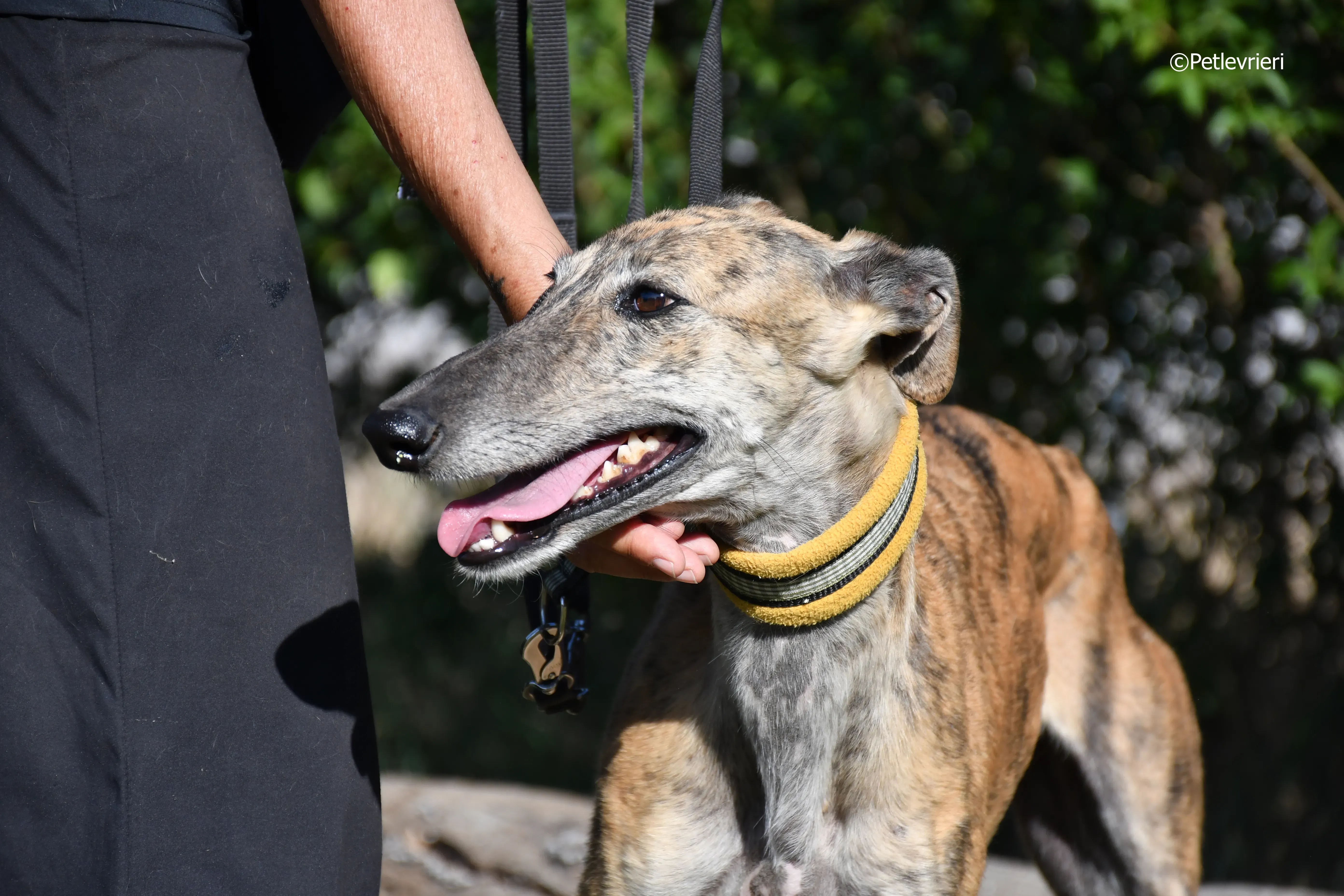 kimy adozione levrieri galgo 8