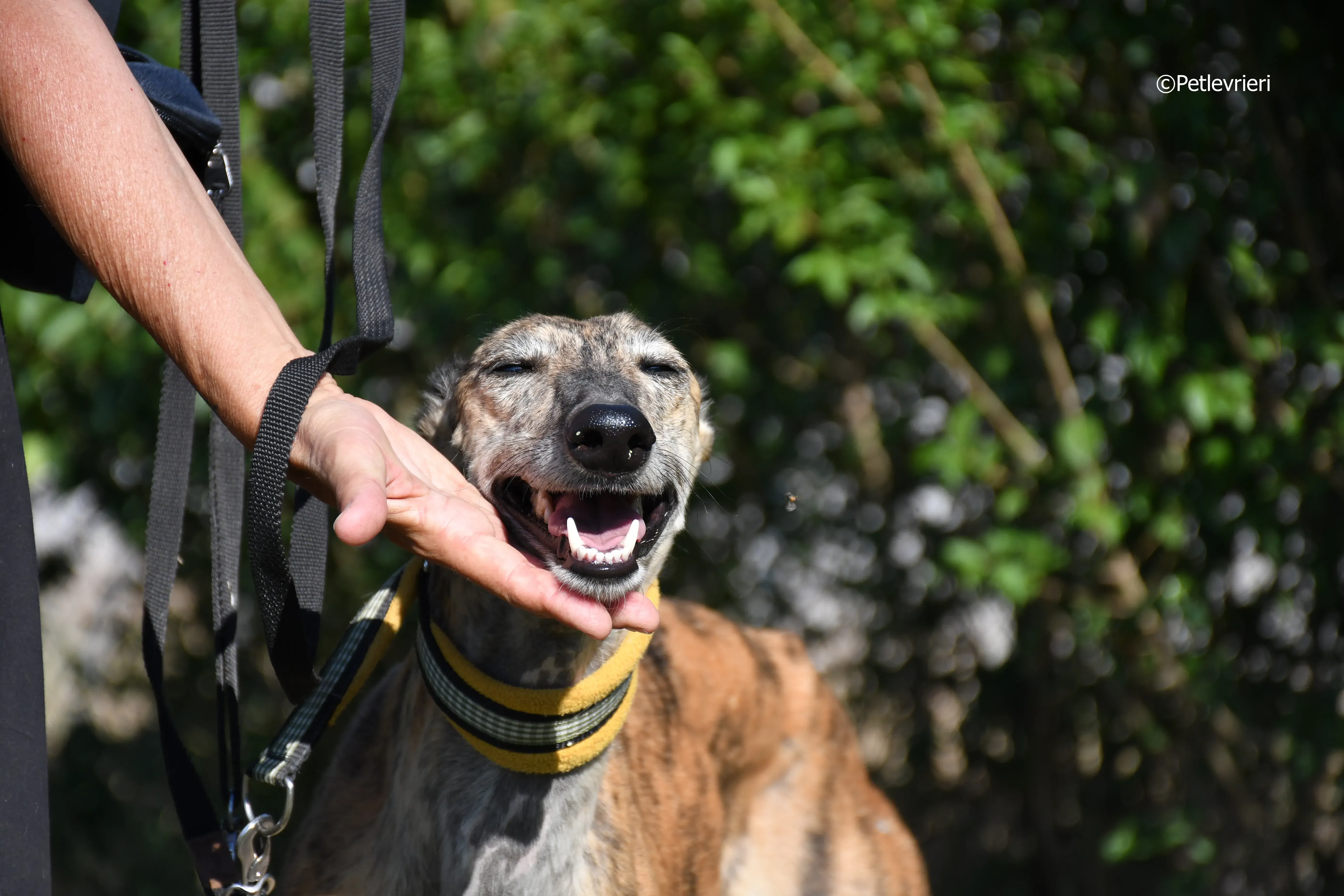 kimy adozione levrieri galgo 9