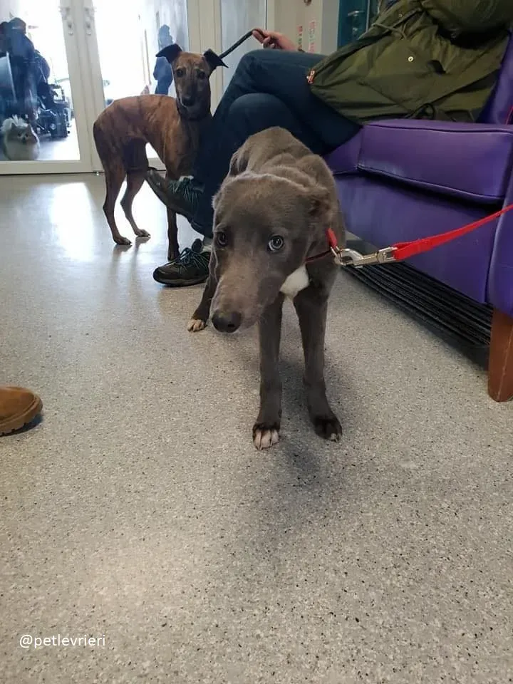 king adozione greyhound 1