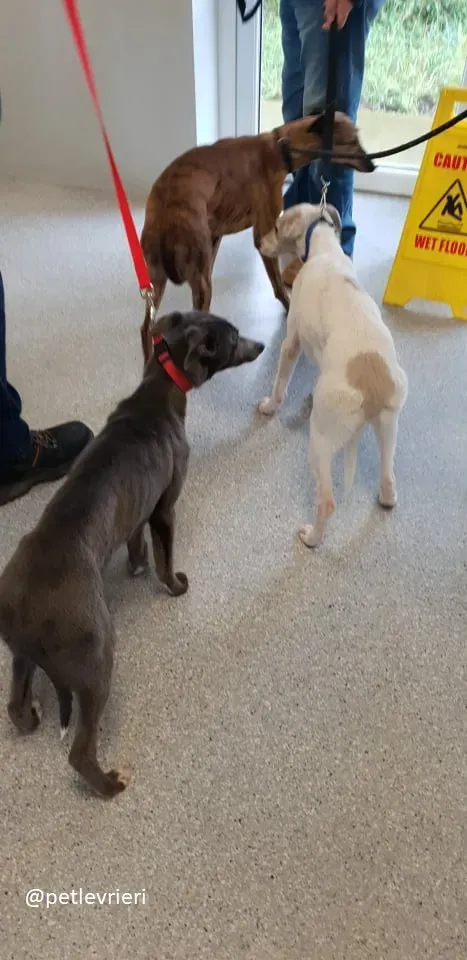 king adozione greyhound 2