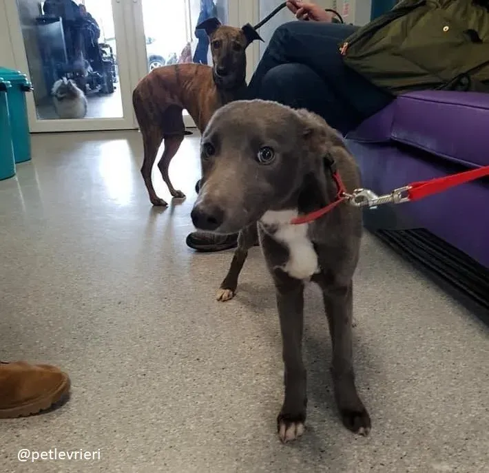 king adozione greyhound