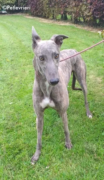 king adozione levrieri greyhound 1