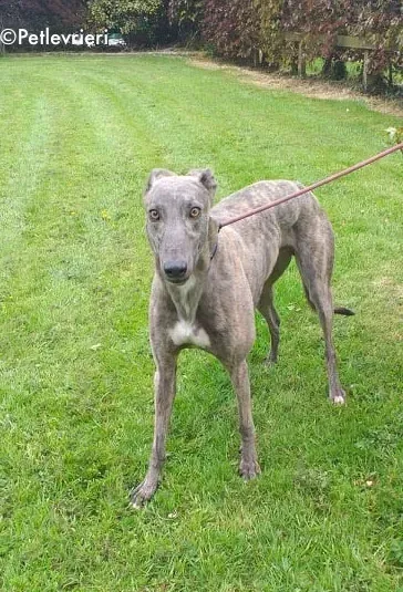 king adozione levrieri greyhound 2